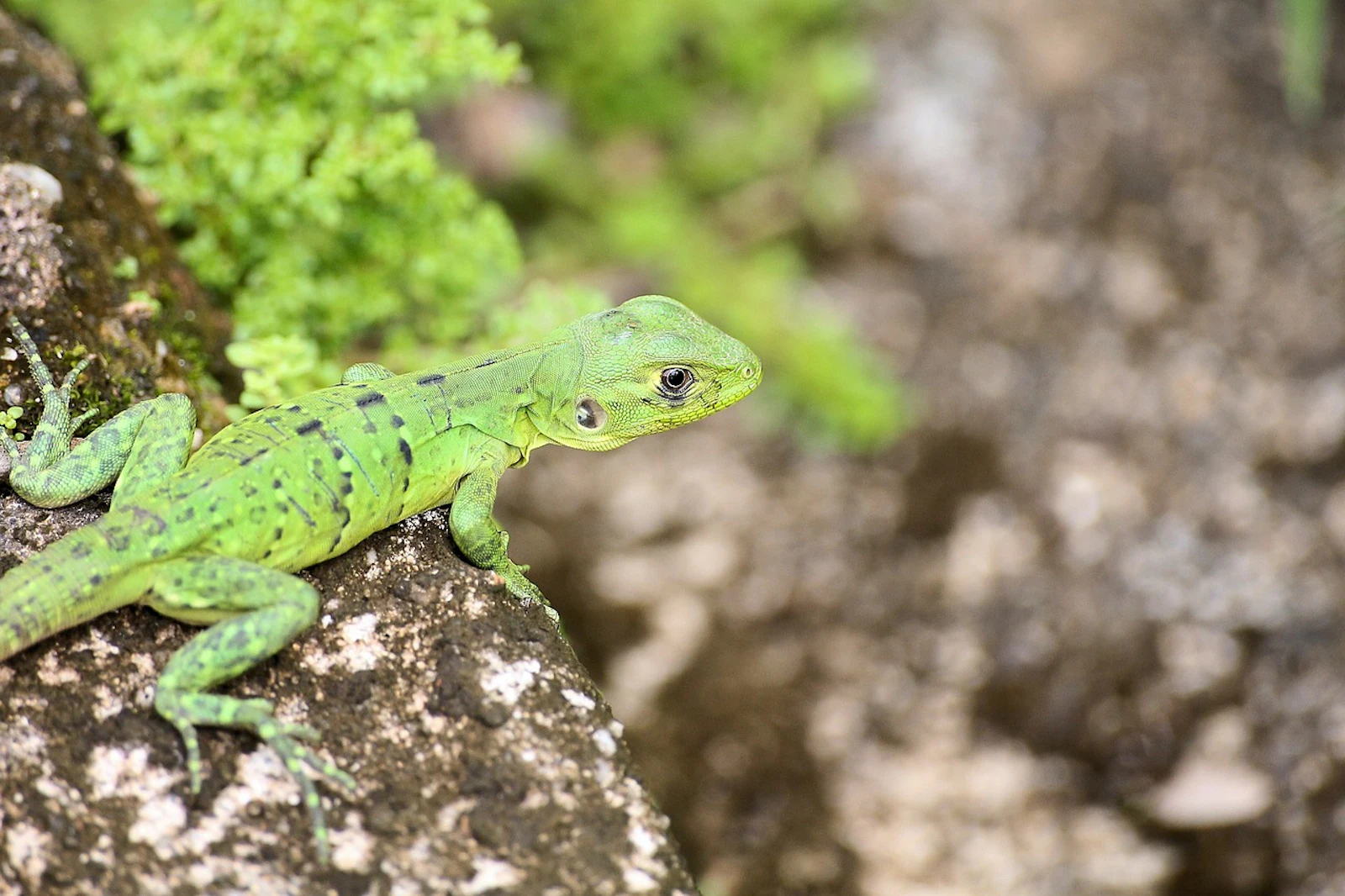 A green iguana rests on a rock in the Belize jungle