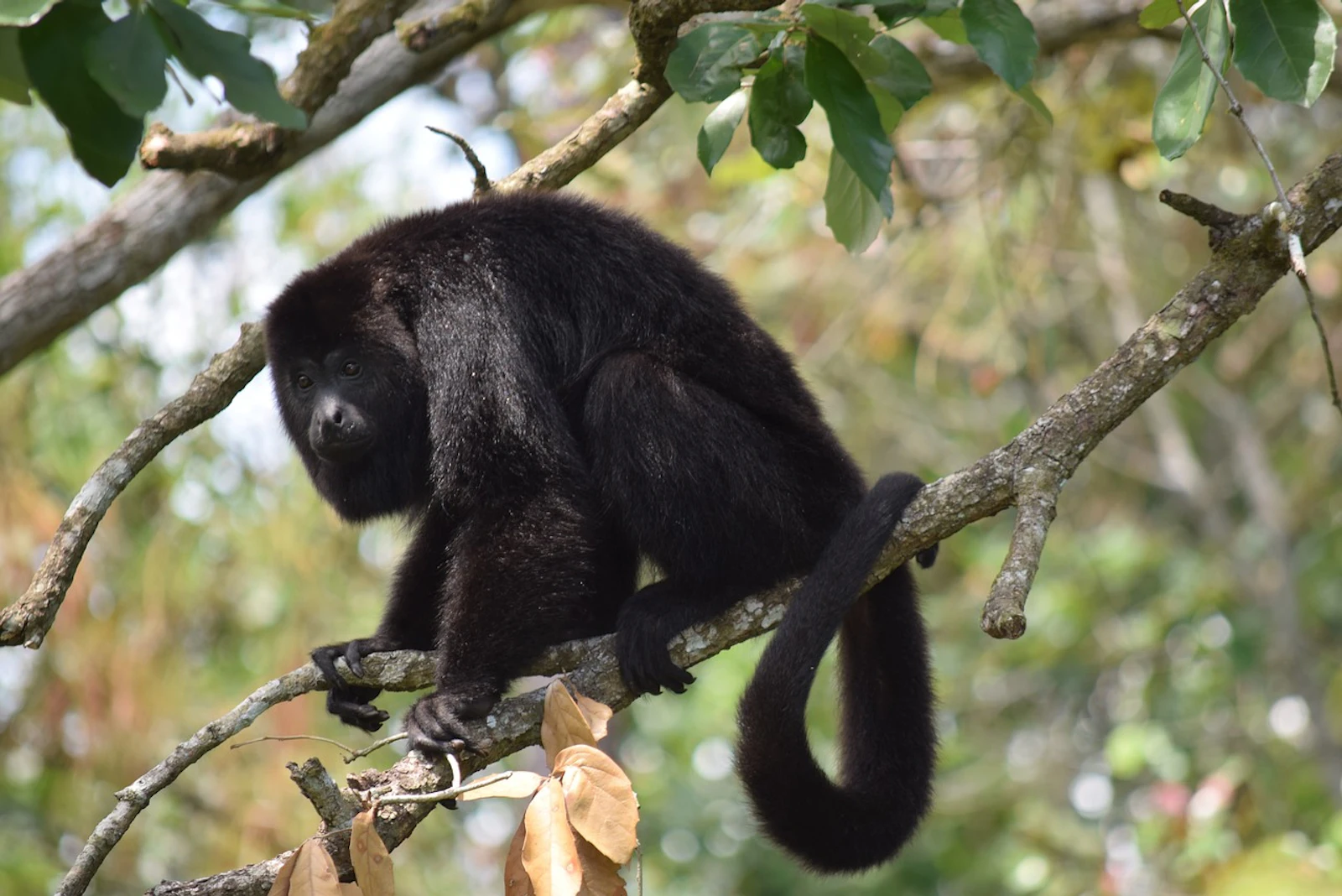 A black howler monkey sits on a branch in the Belize rainforest
