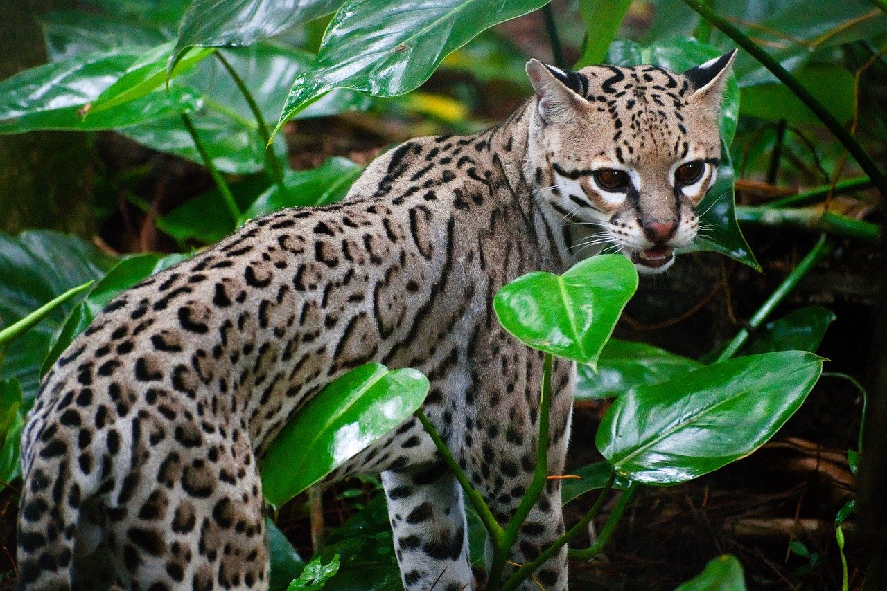 A young ocelot hidden among green leaves in the jungle.