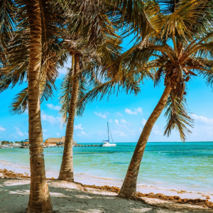 best service trips for teens photo of palm trees on the beach 