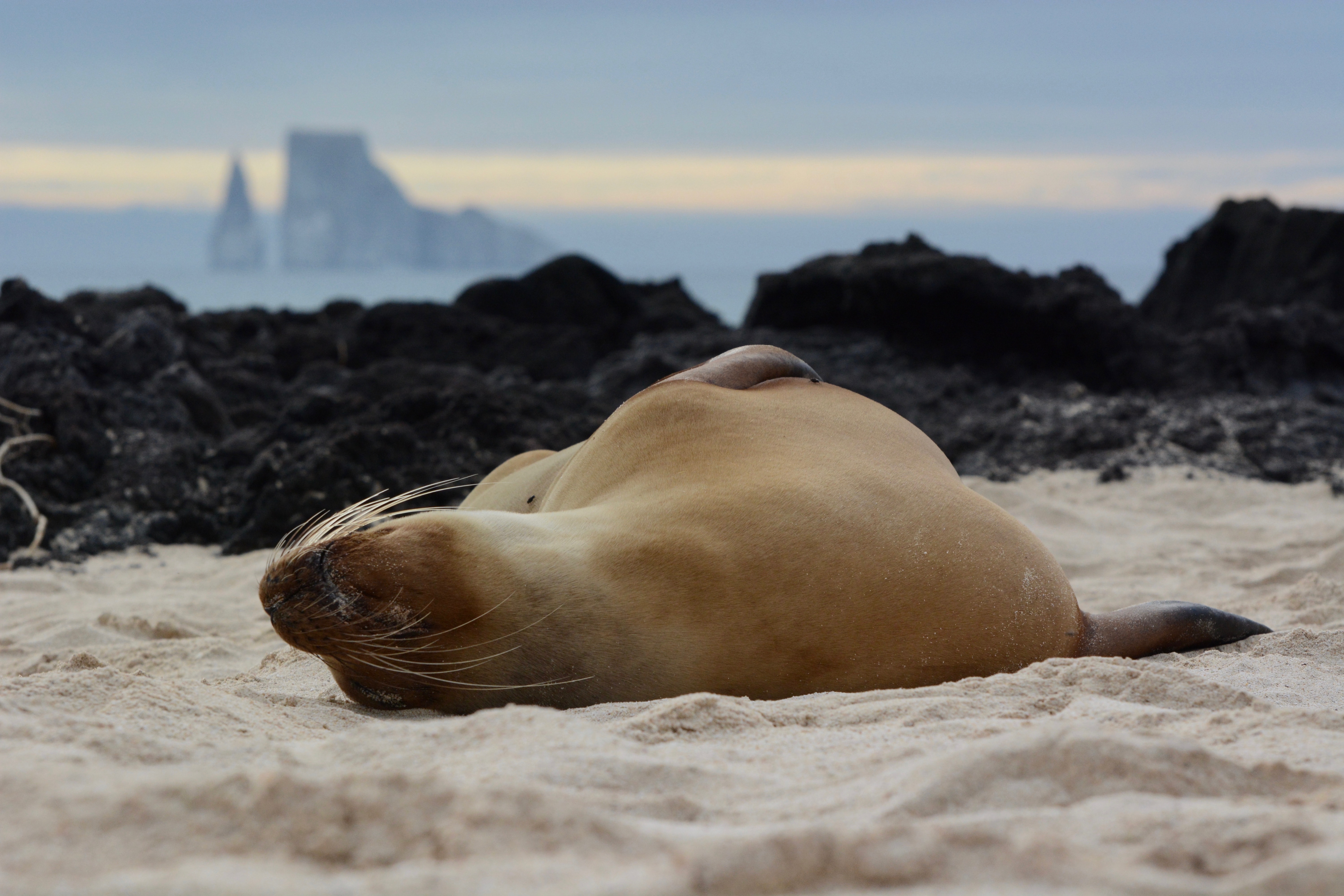 A sea lion sleeps on a sandy beach with volcanic rock formations in the background