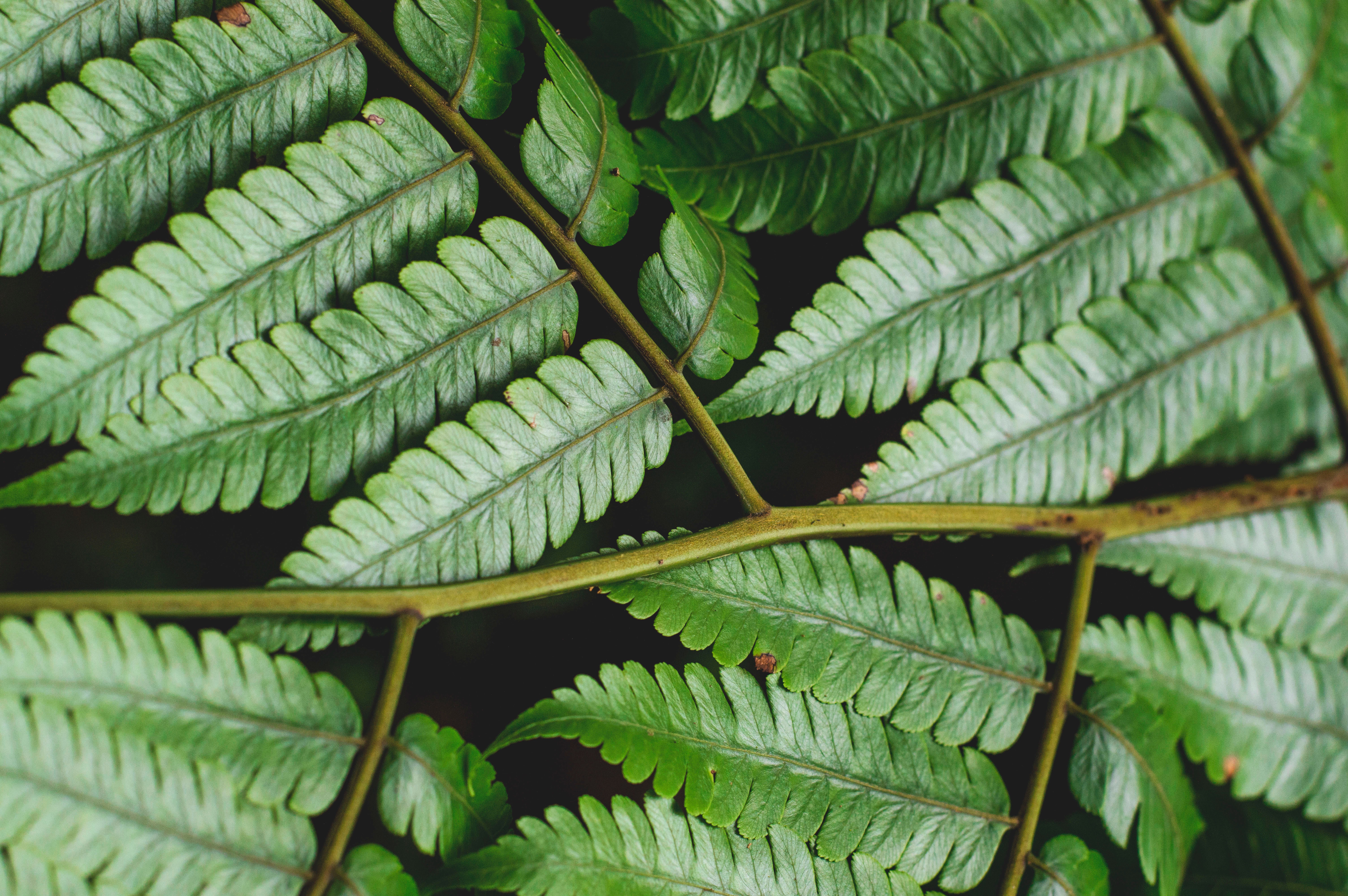 Close-up of fern fronds with rows of leaflets branching from a central stem