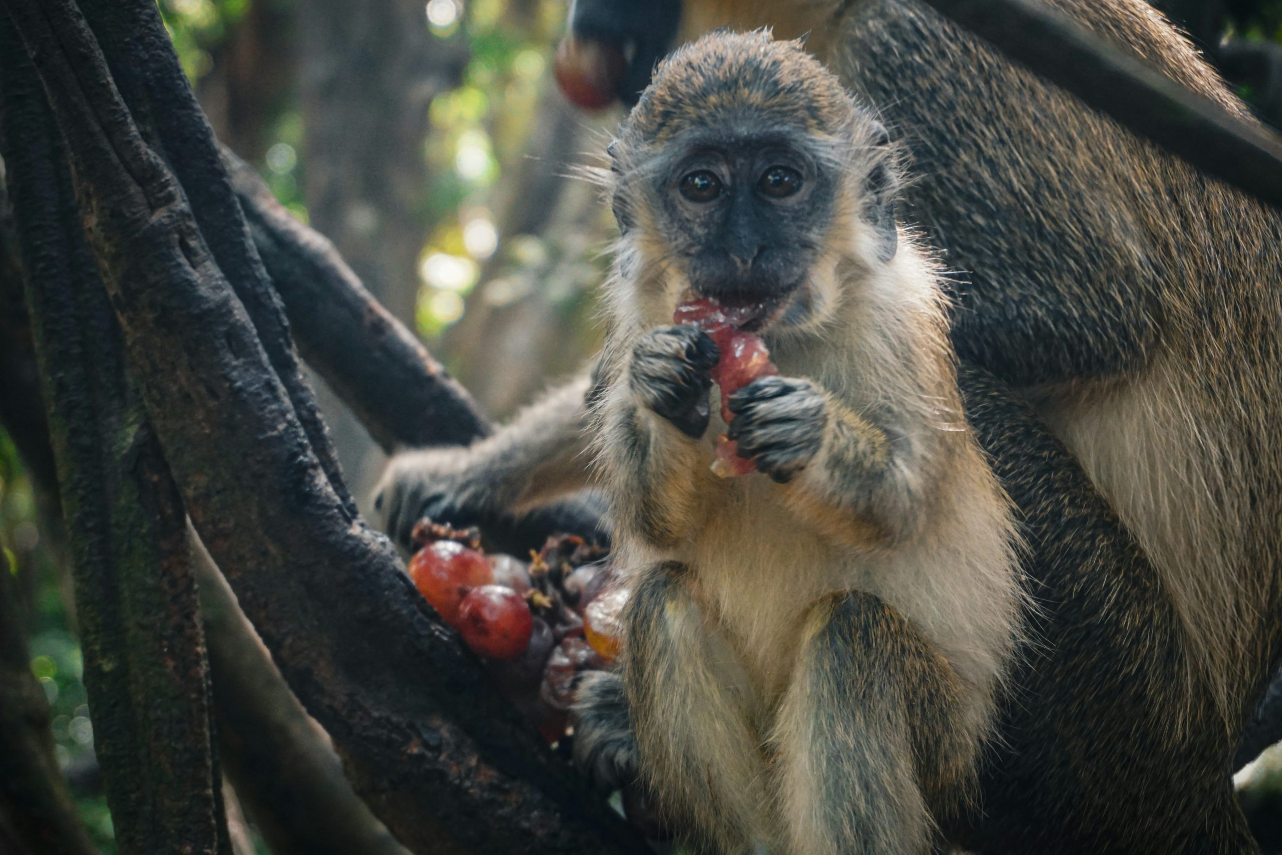 A Barbados green monkey eating fruit in a tree.