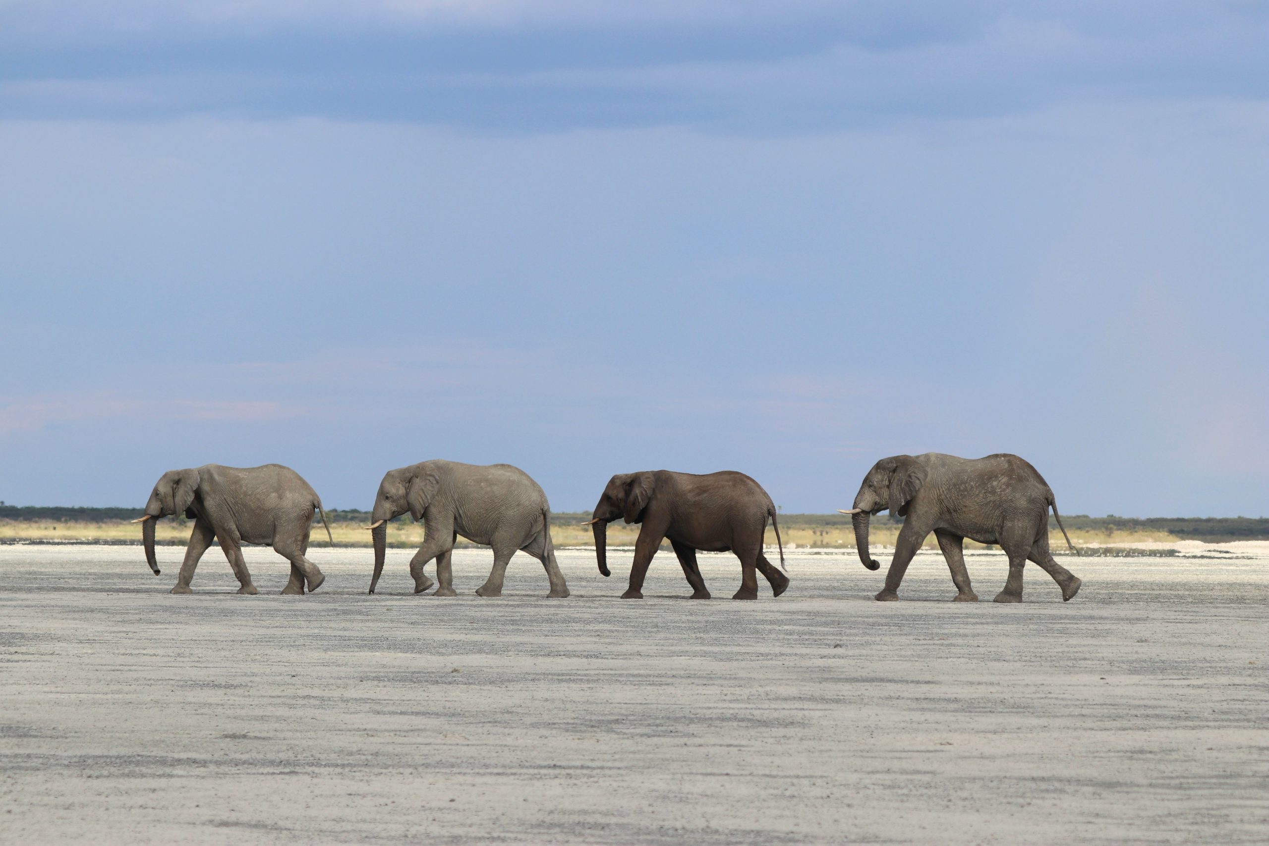 Elephants in Botswana walk in a line along the salt flats