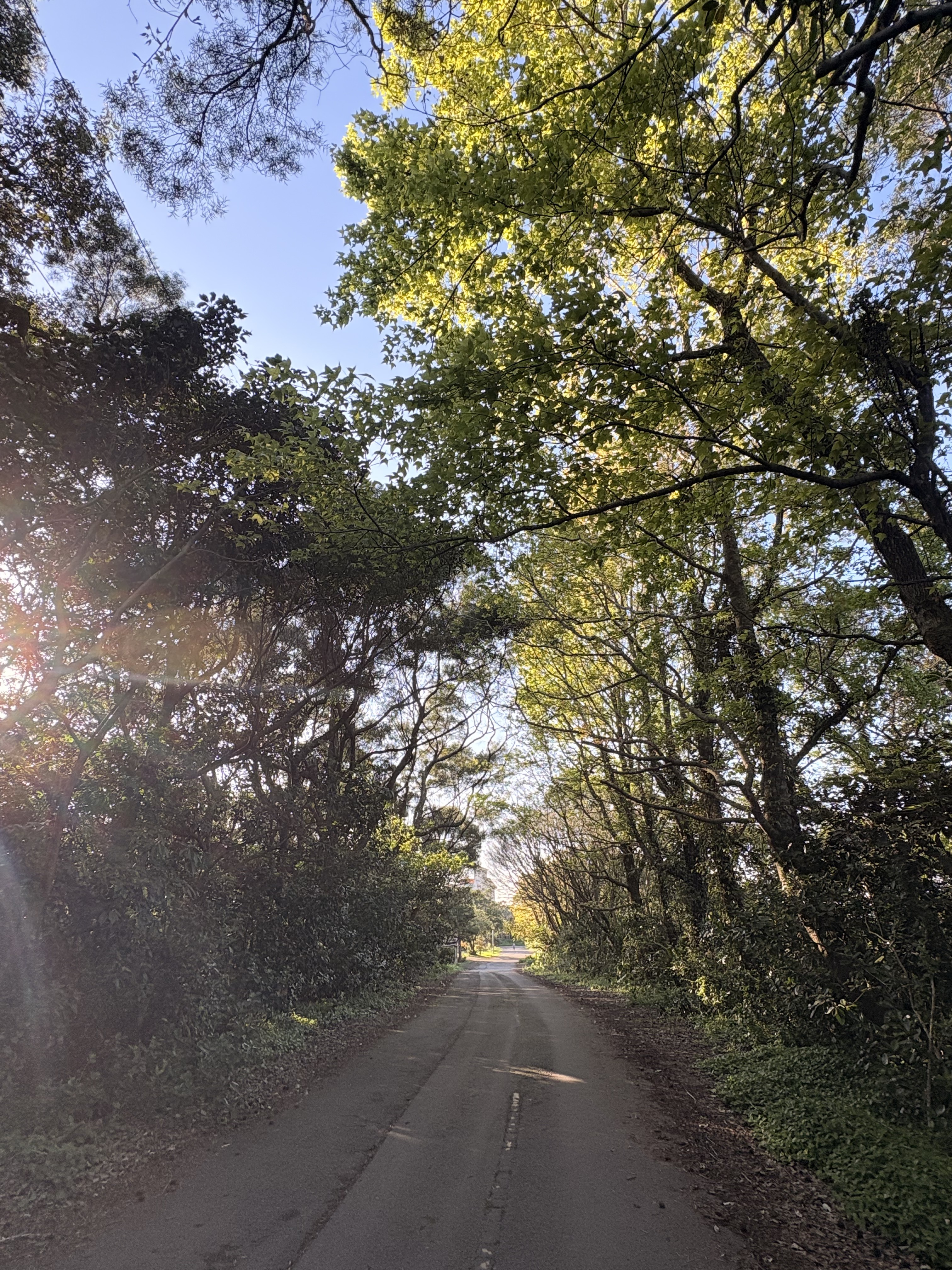 Christina Peng - Small Steps, Global Impact: My Journey with ACT4EARTH - Image 2