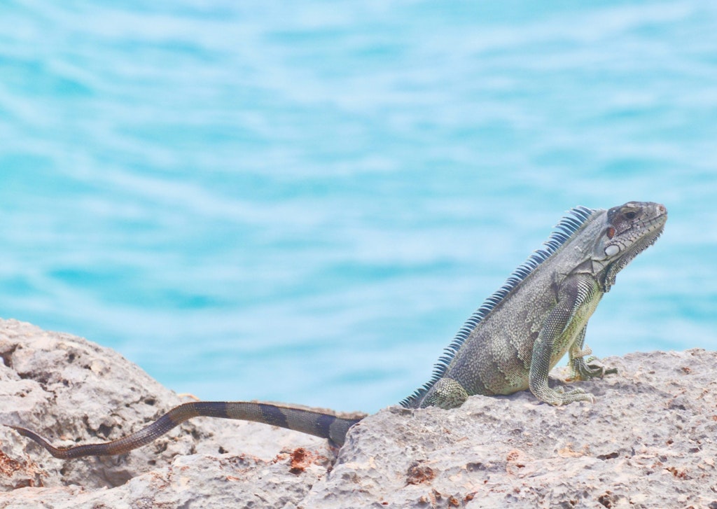 An iguana rests on a rock.