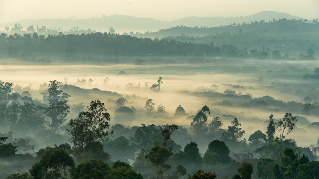 fog rises to the tops of trees in this forest shot of cameroon