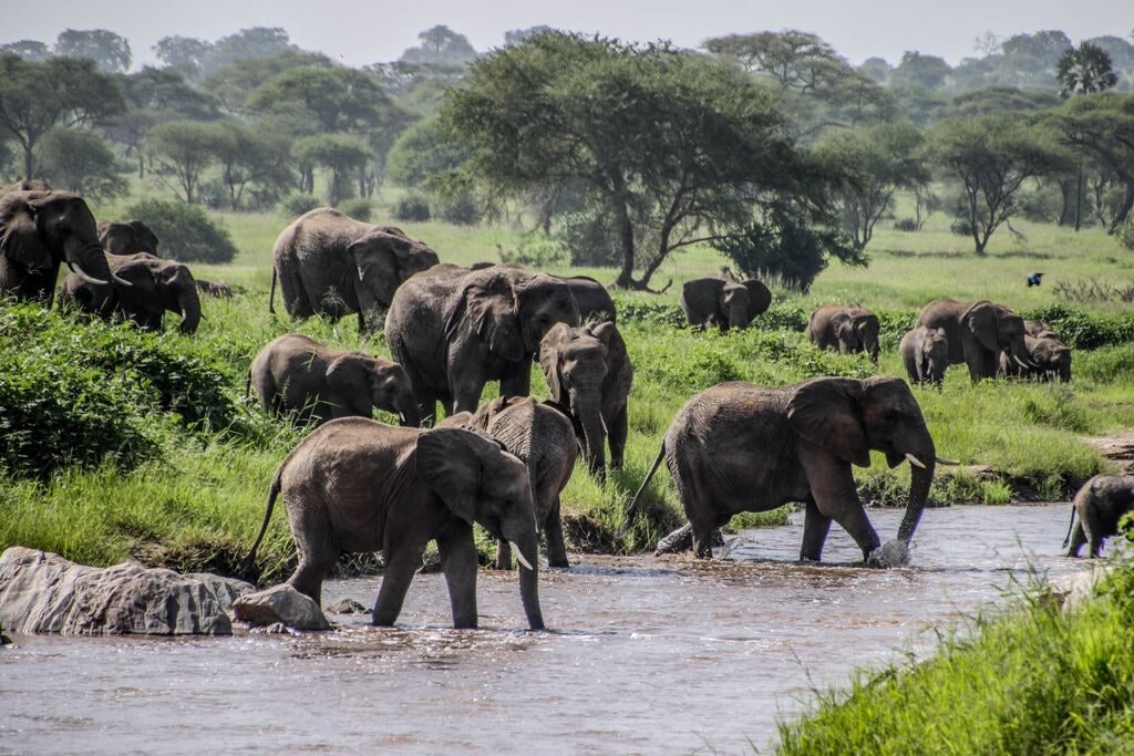 Fun Facts about South Africa: Visit the Addo National Park in South Africa and observe large herds of elephants in their natural habitat on an African safari.