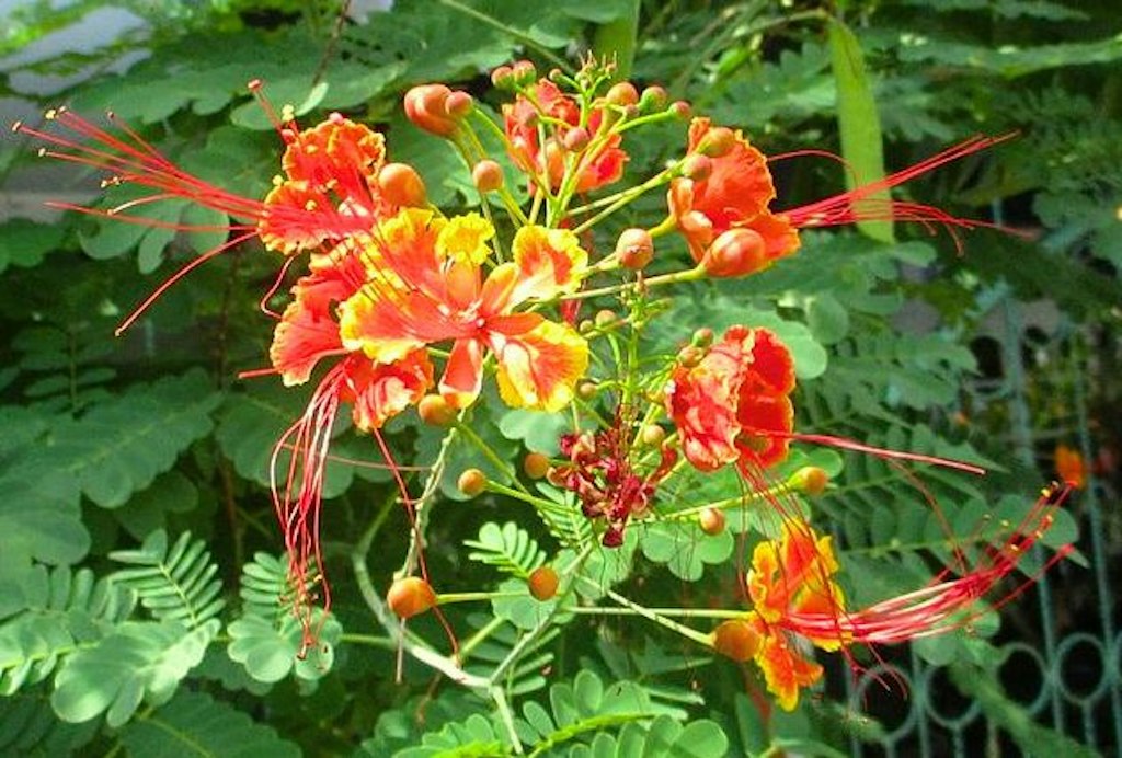 Pride of Barbados(barbados national flower)