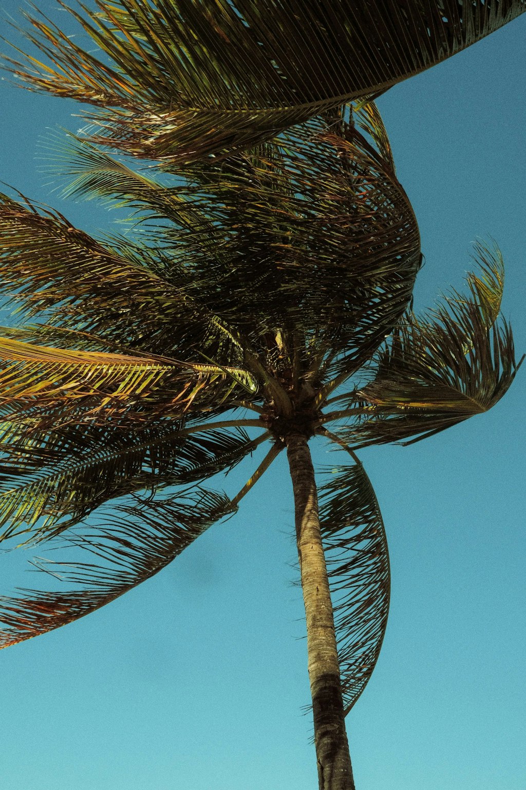 Picture of palm tree and clear blue sky in Florida Keys.