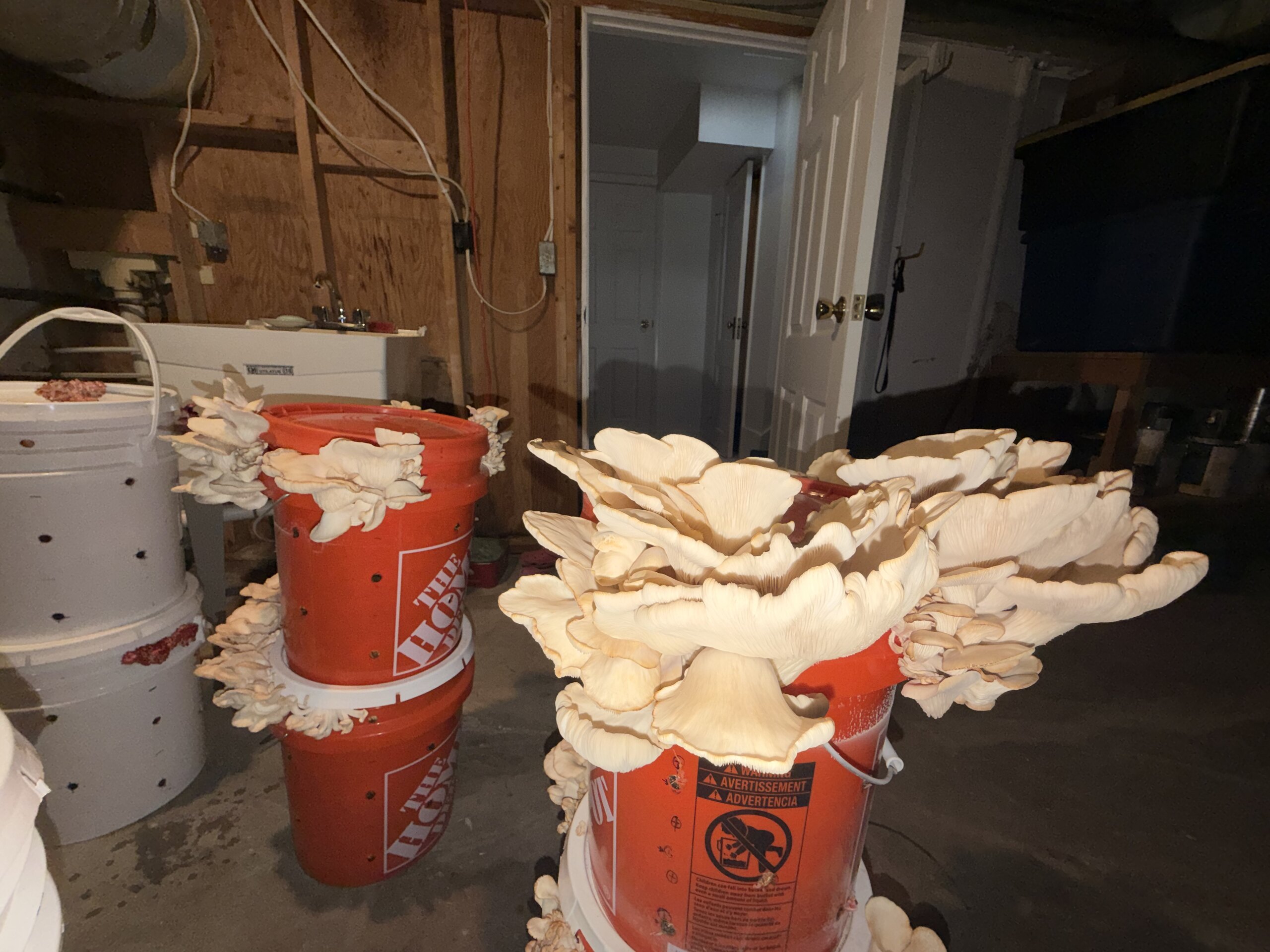 Gloria Chi, Fungi For Future: Growing Mushrooms On Used Coffee Grounds, image 2