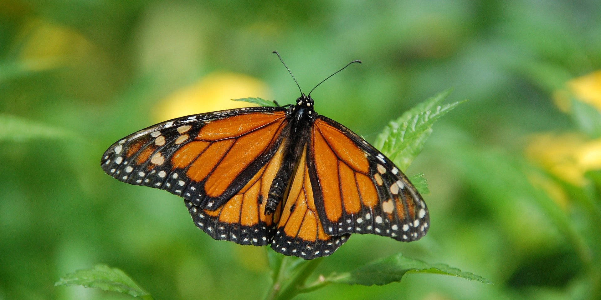 13-Year-Old New York Student Takes Action to Protect Endangered Monarch Butterflies
