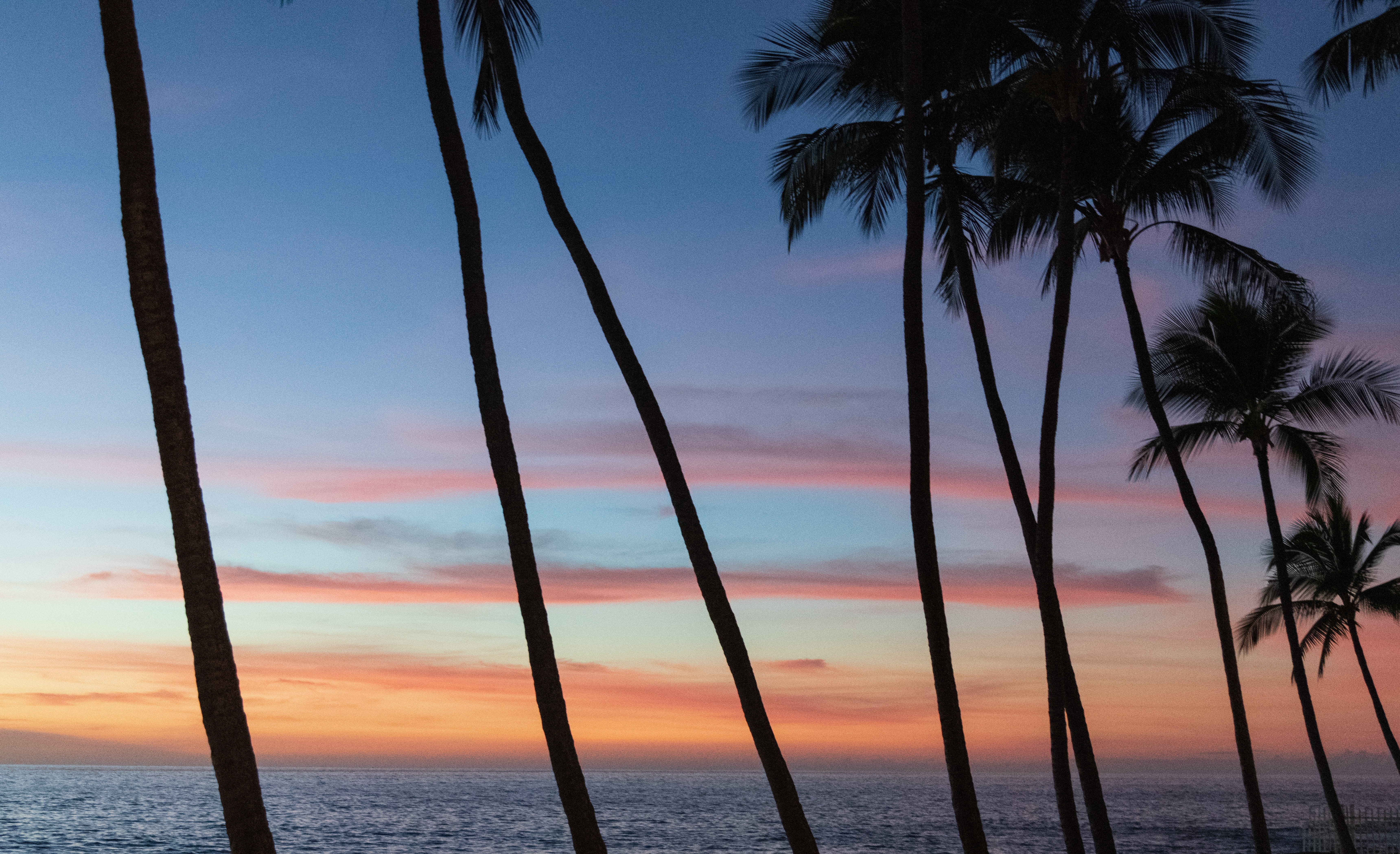 Picture of palm trees during sunset in Hawaii.