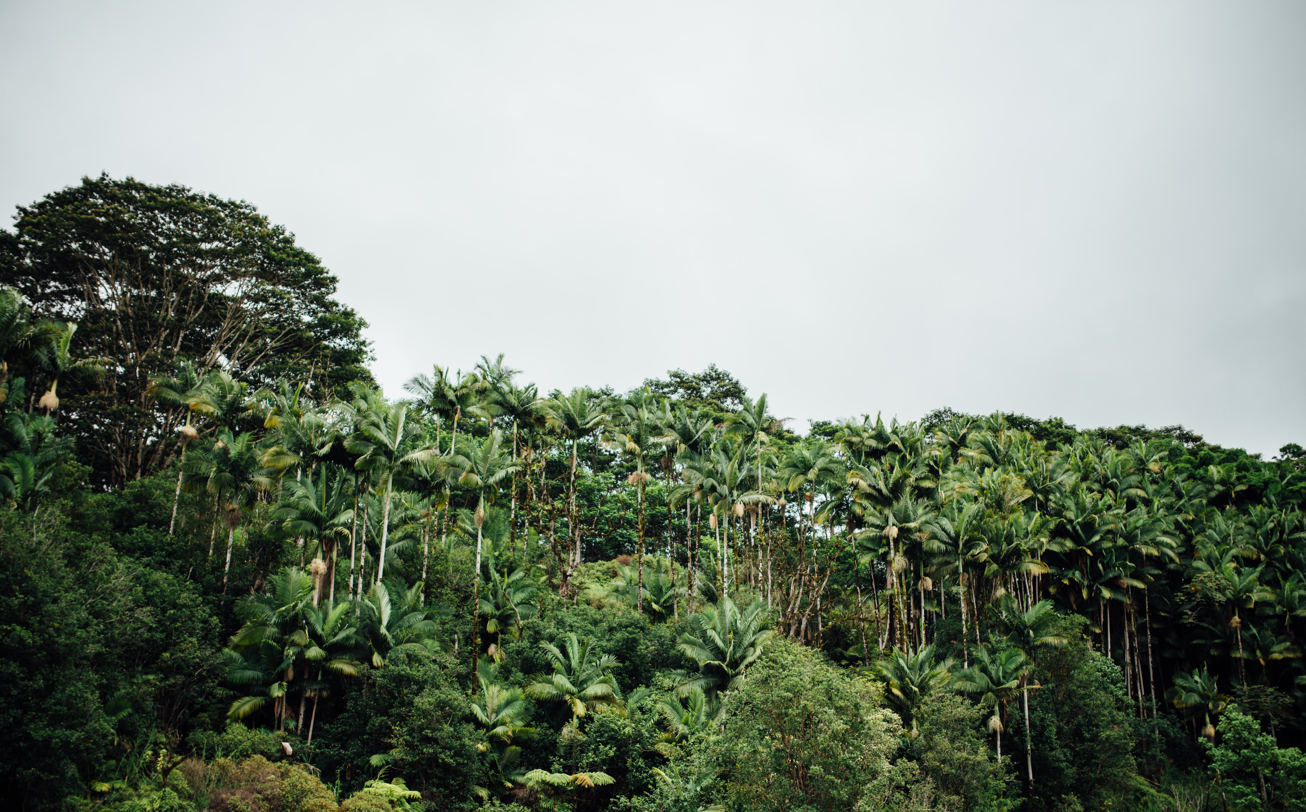 Photo of many trees in the background.