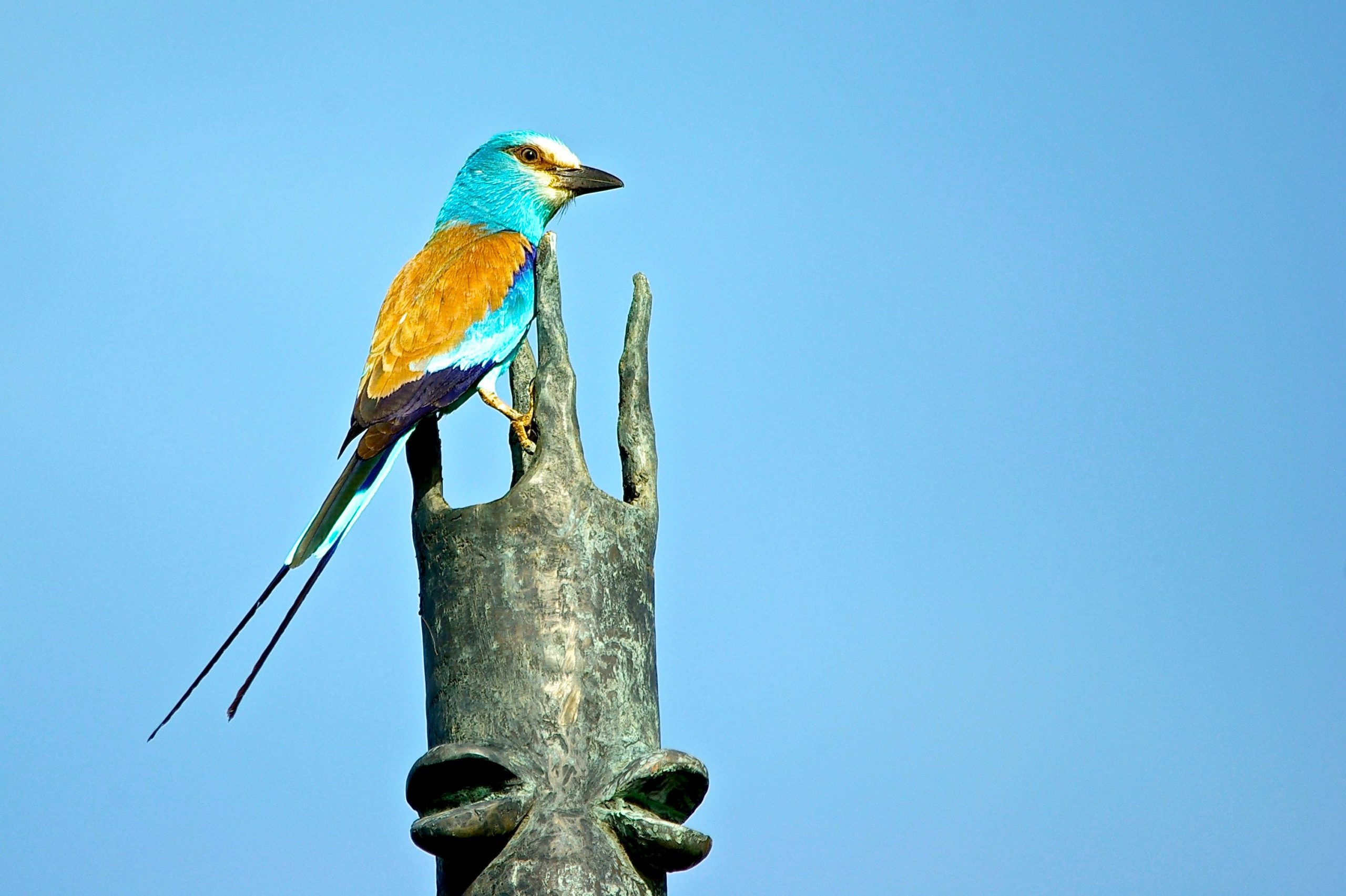 A blue and yellow bird stands atop a metal sculpture in Burkina Faso.