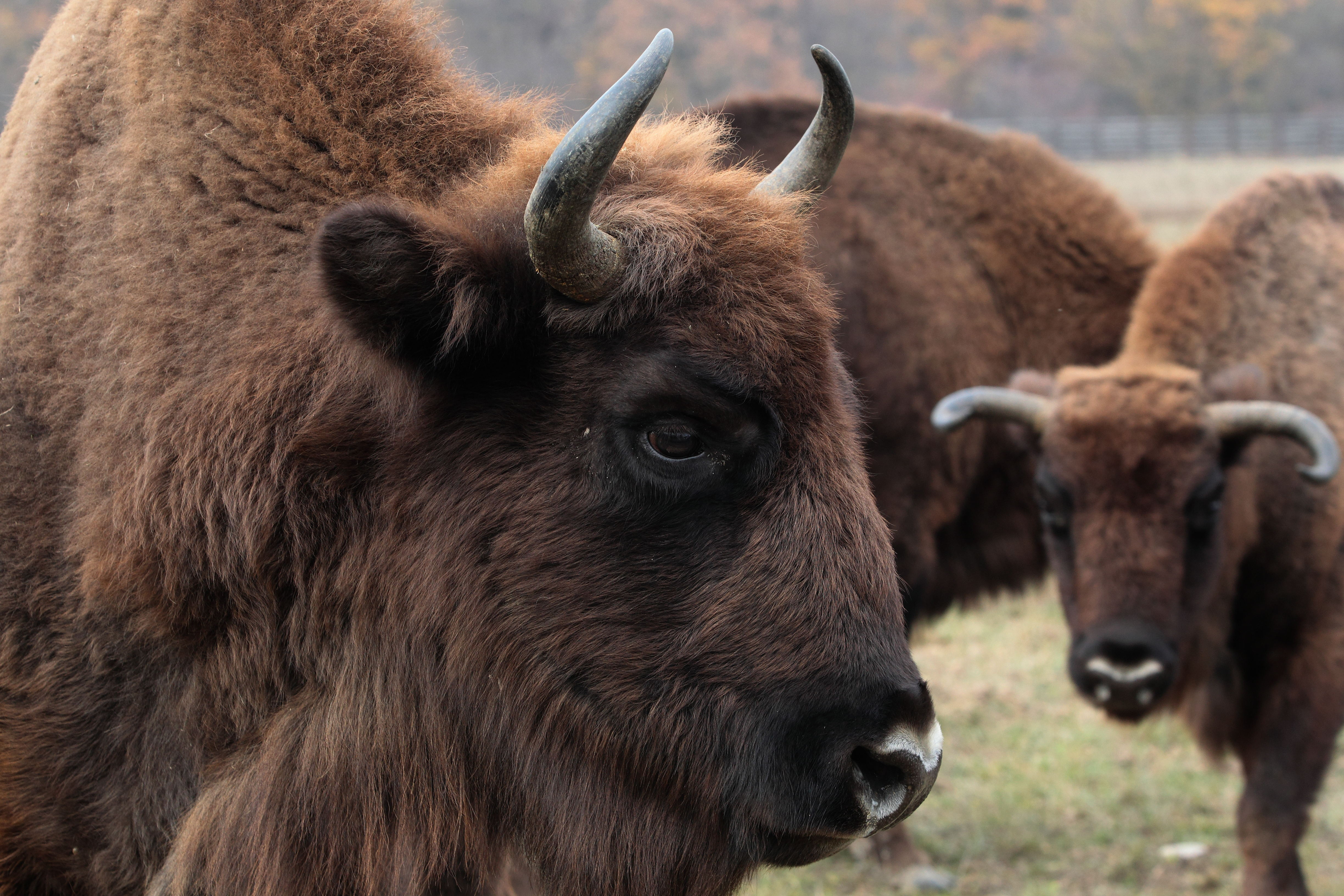 European bison stand close together in a field