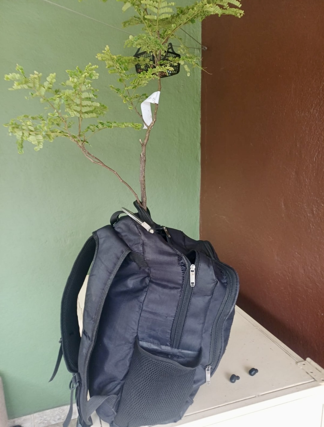 Ian Martins - Out of My Comfort Zone: A Sustainability Project in the Brazilian Countryside - Image 3