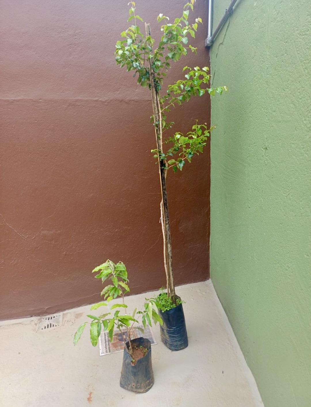 Ian Martins - Out of My Comfort Zone: A Sustainability Project in the Brazilian Countryside - Image 4