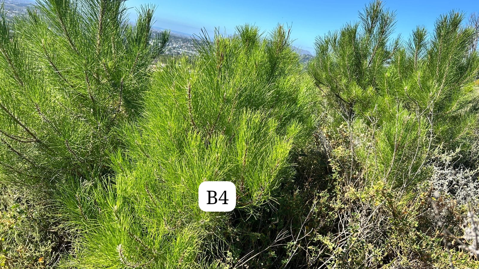 Imanam Maqwazima - A Teen Climate Leader Protecting Cape Town&rsquo;s Fynbos Biodiversity - Image 3
