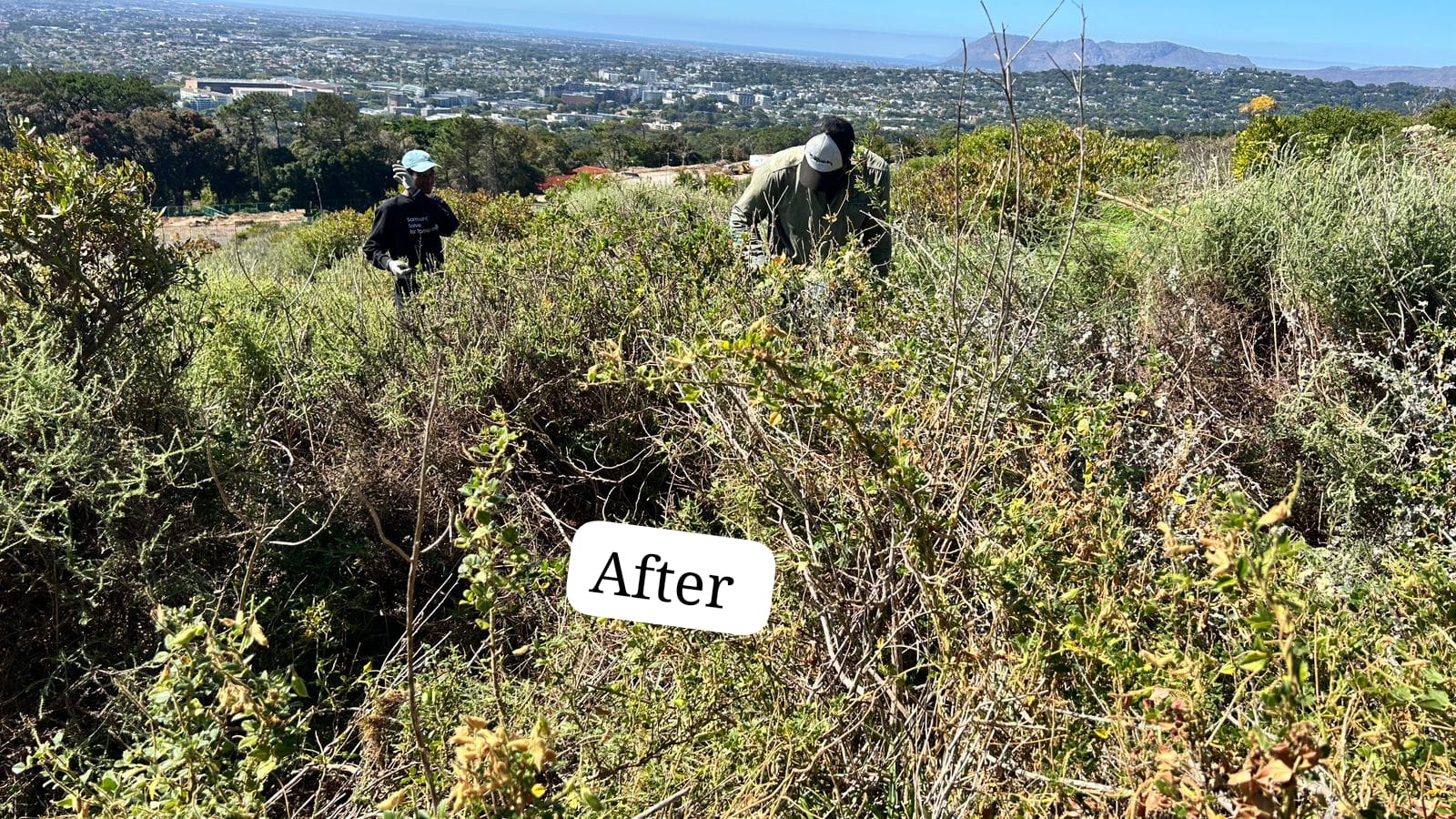 Imanam Maqwazima - A Teen Climate Leader Protecting Cape Town&rsquo;s Fynbos Biodiversity - Image 4