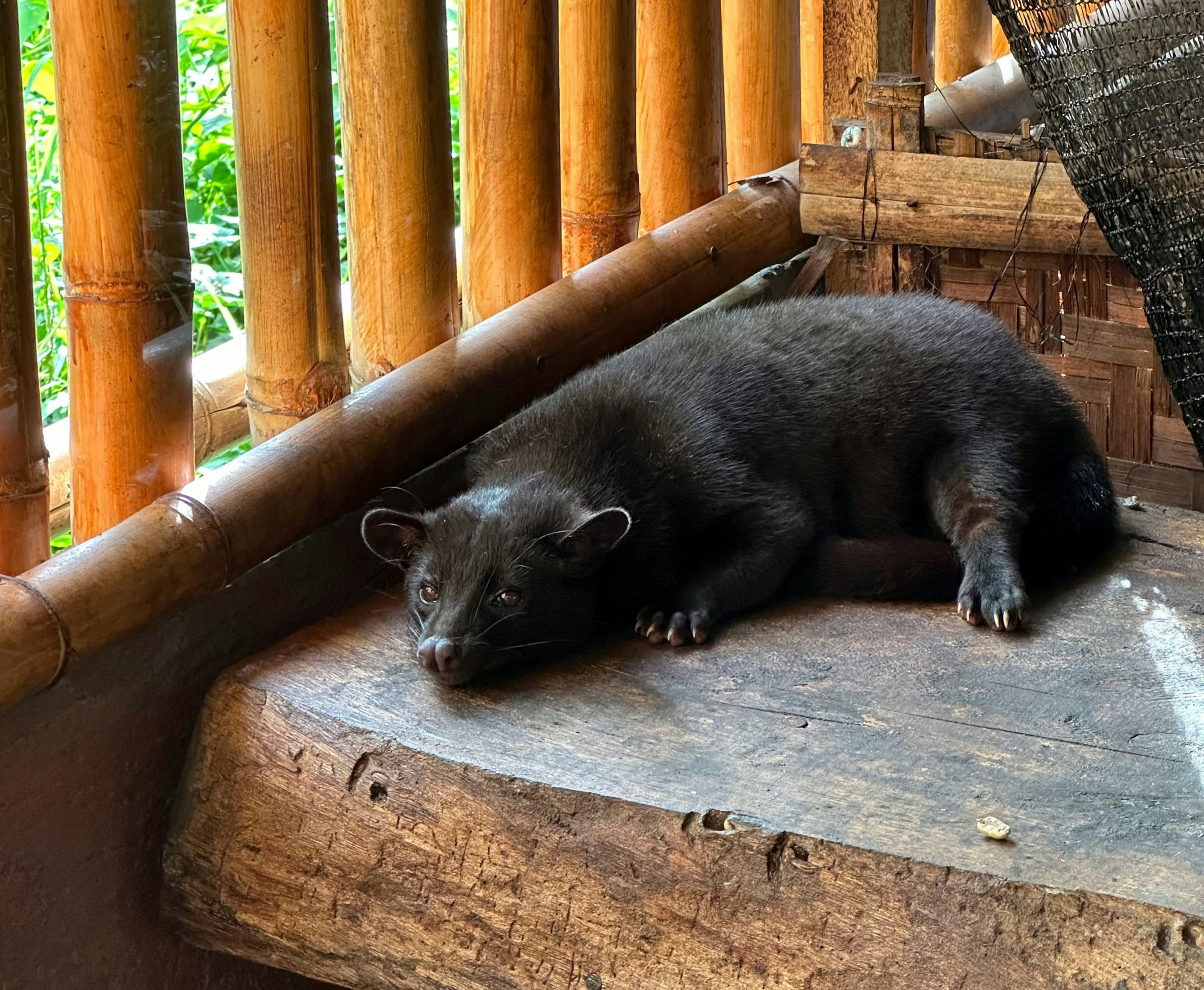 A civet rests on a wooden platform beside a bamboo structure in dappled shade.