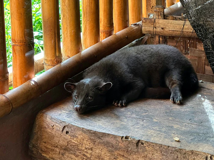 A civet rests on a wooden platform beside a bamboo structure in dappled shade.
