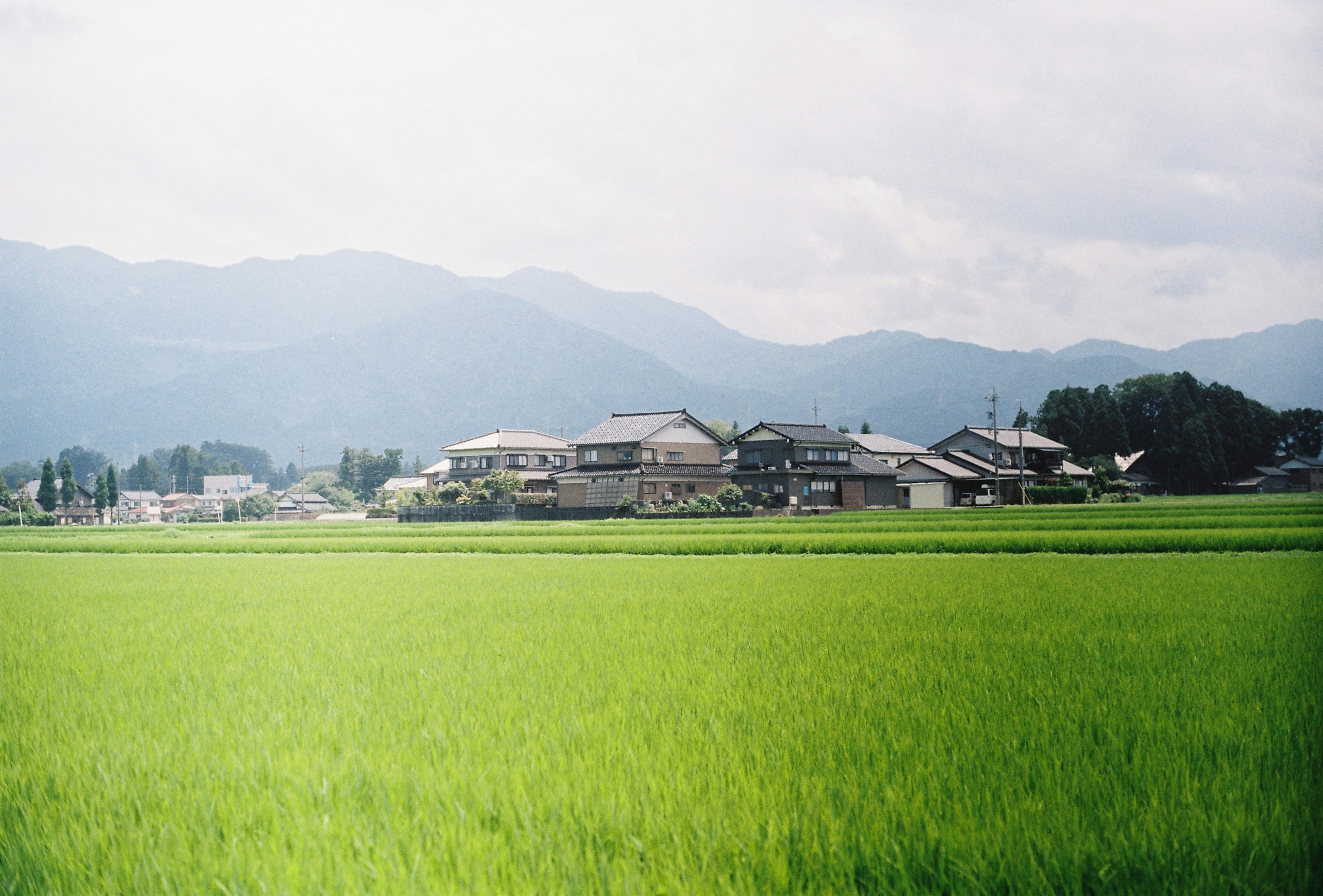 A rice paddy stretches toward a rural Japanese village with mountains beyond