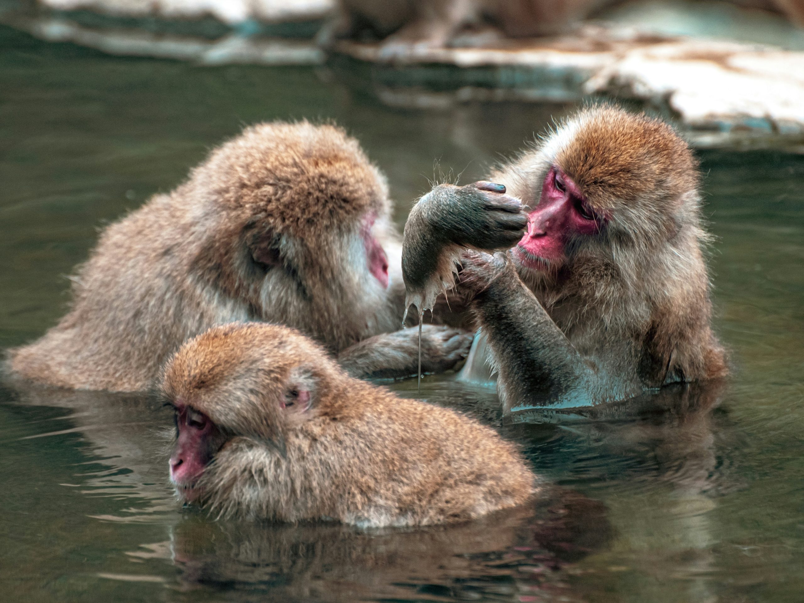 Teens watch snow monkeys groom each other while soaking in a hot springs pool