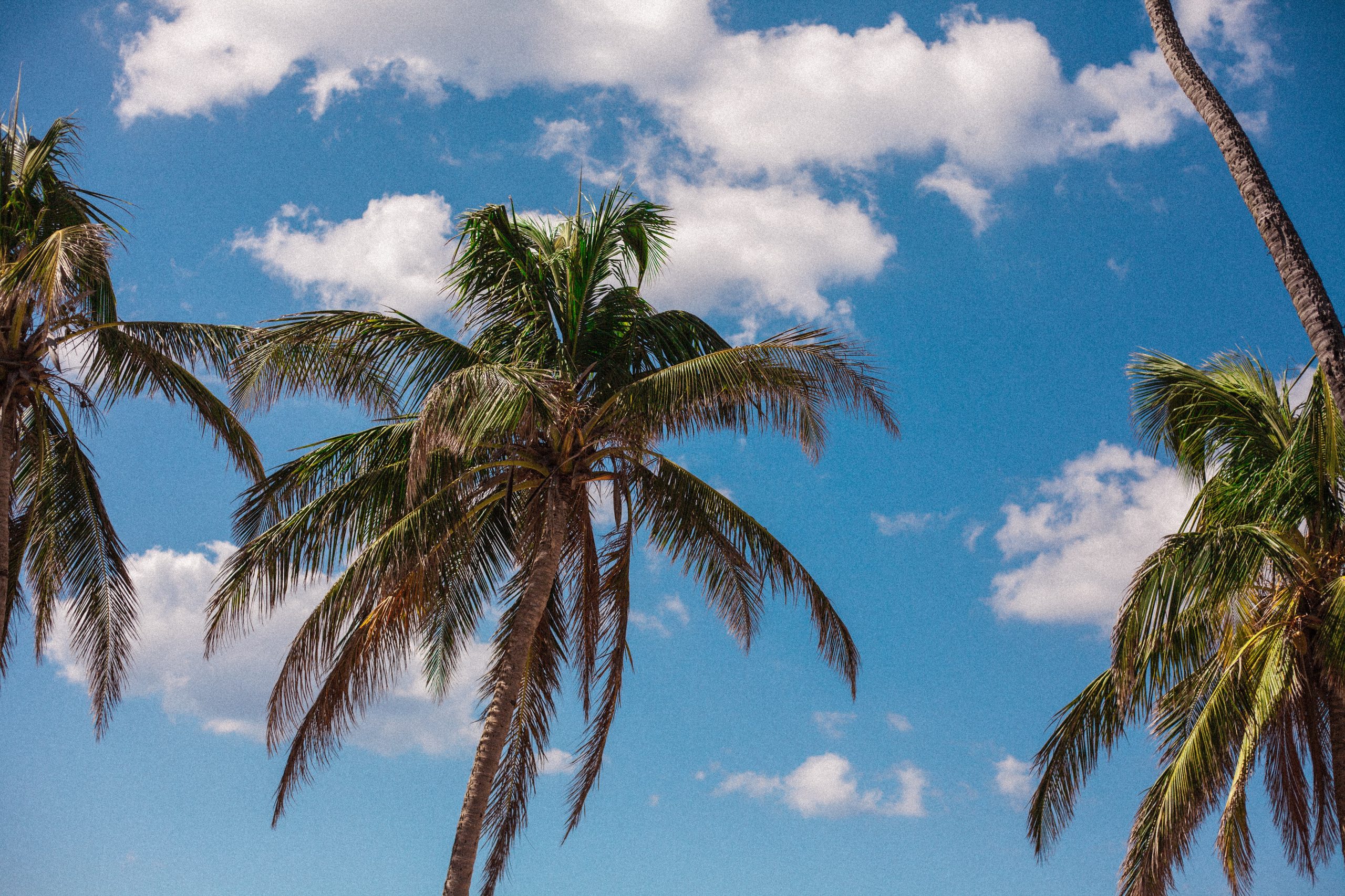Tall palm trees against a bright blue sky in Puerto Rico