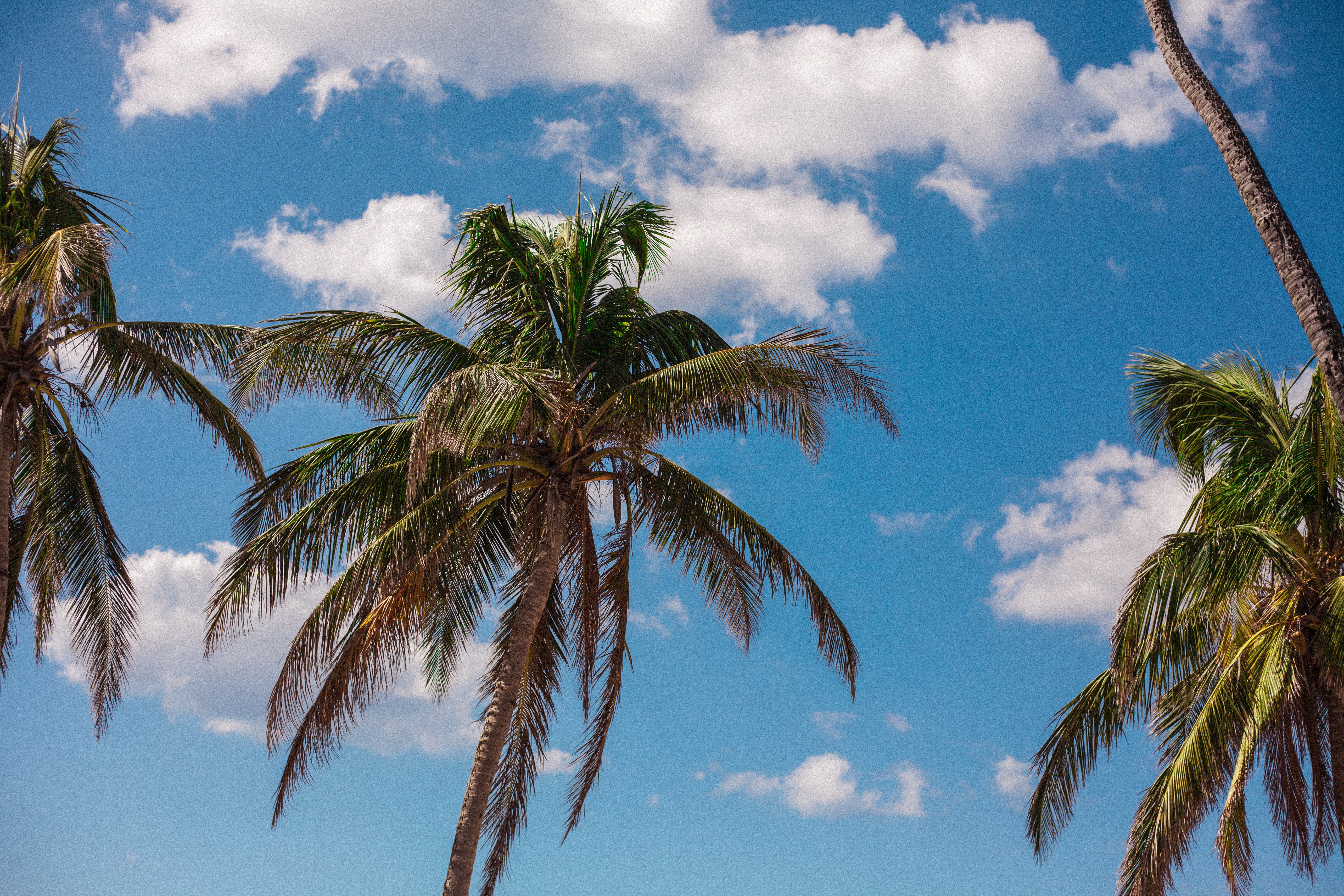 Palm trees frame a bright blue sky dotted with clouds