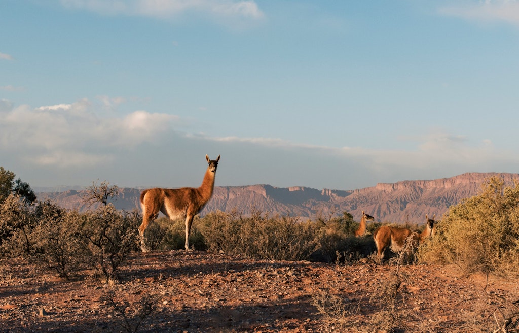 Photo by <a href="https://unsplash.com/@burovk?utm_content=creditCopyText&utm_medium=referral&utm_source=unsplash">Kirill Burov</a> on <a href="https://unsplash.com/photos/a-couple-of-animals-that-are-standing-in-the-dirt-9PjRmGkfCYk?utm_content=creditCopyText&utm_medium=referral&utm_source=unsplash">Unsplash</a>