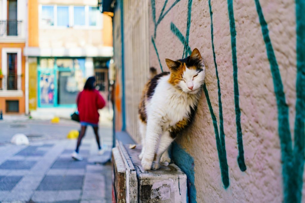 A street cat lounges against a painted wall as it enjoys a moment of relaxation.