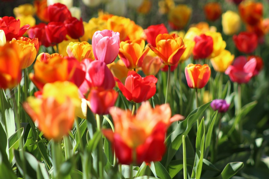 A field of tulips in red, orange, yellow and rosa colors.