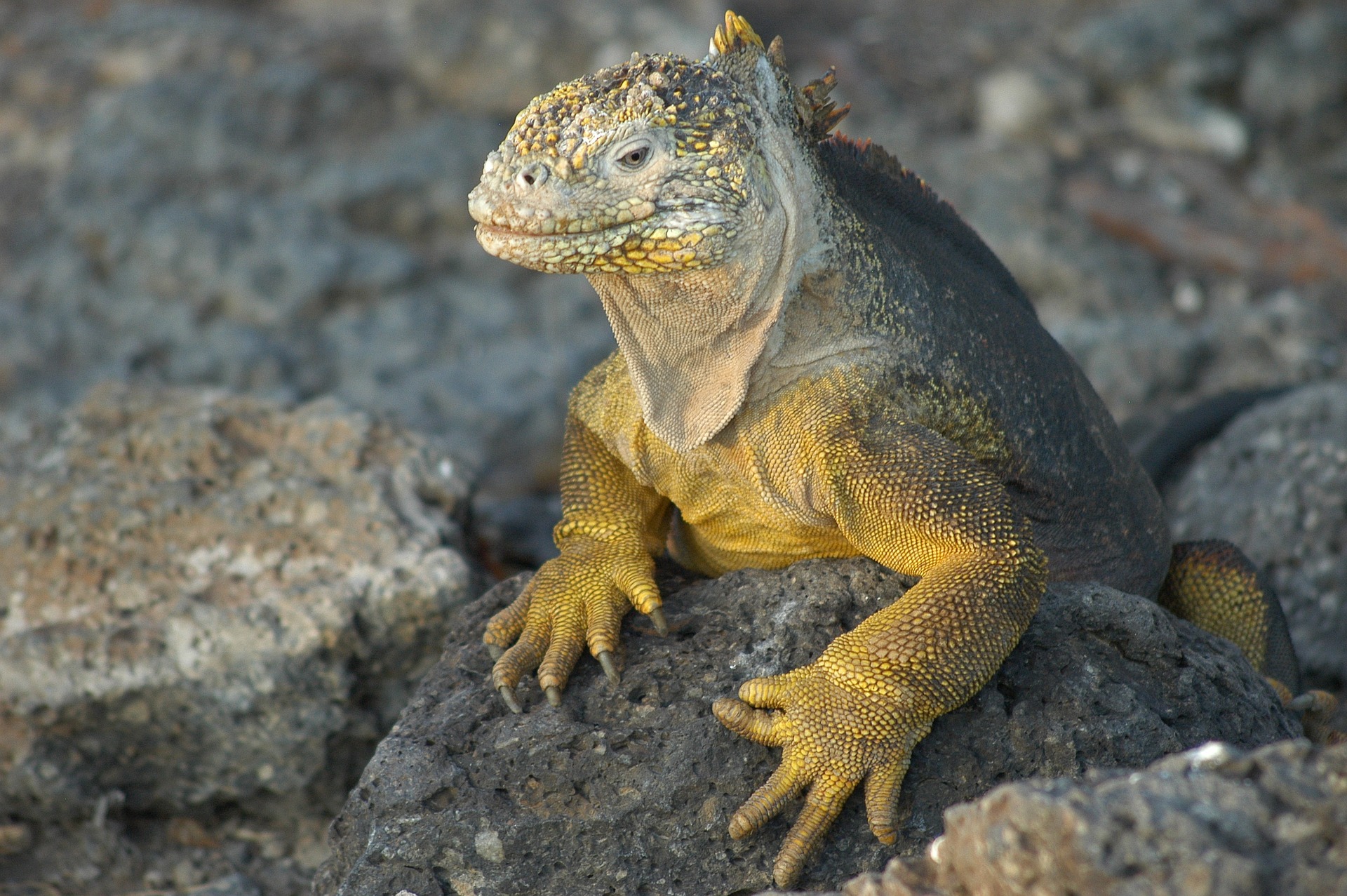 A Galápagos land iguana perches on volcanic rock