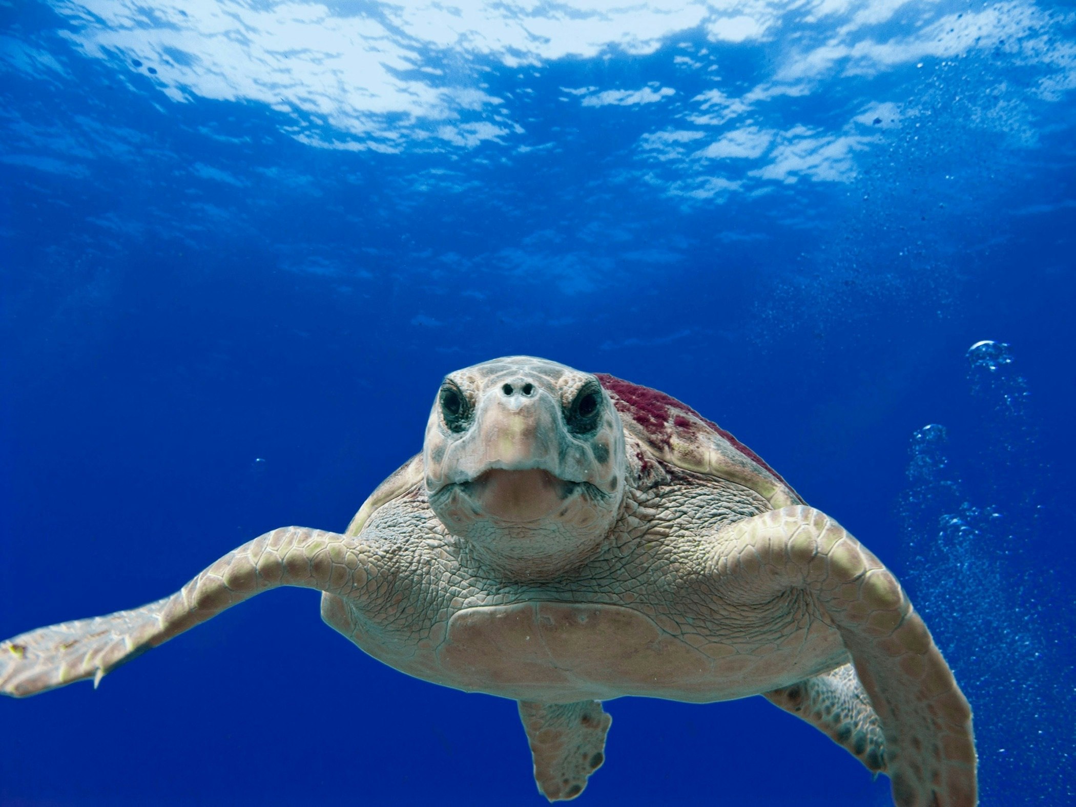 Loggerhead turtle in bright blue waters of Greece