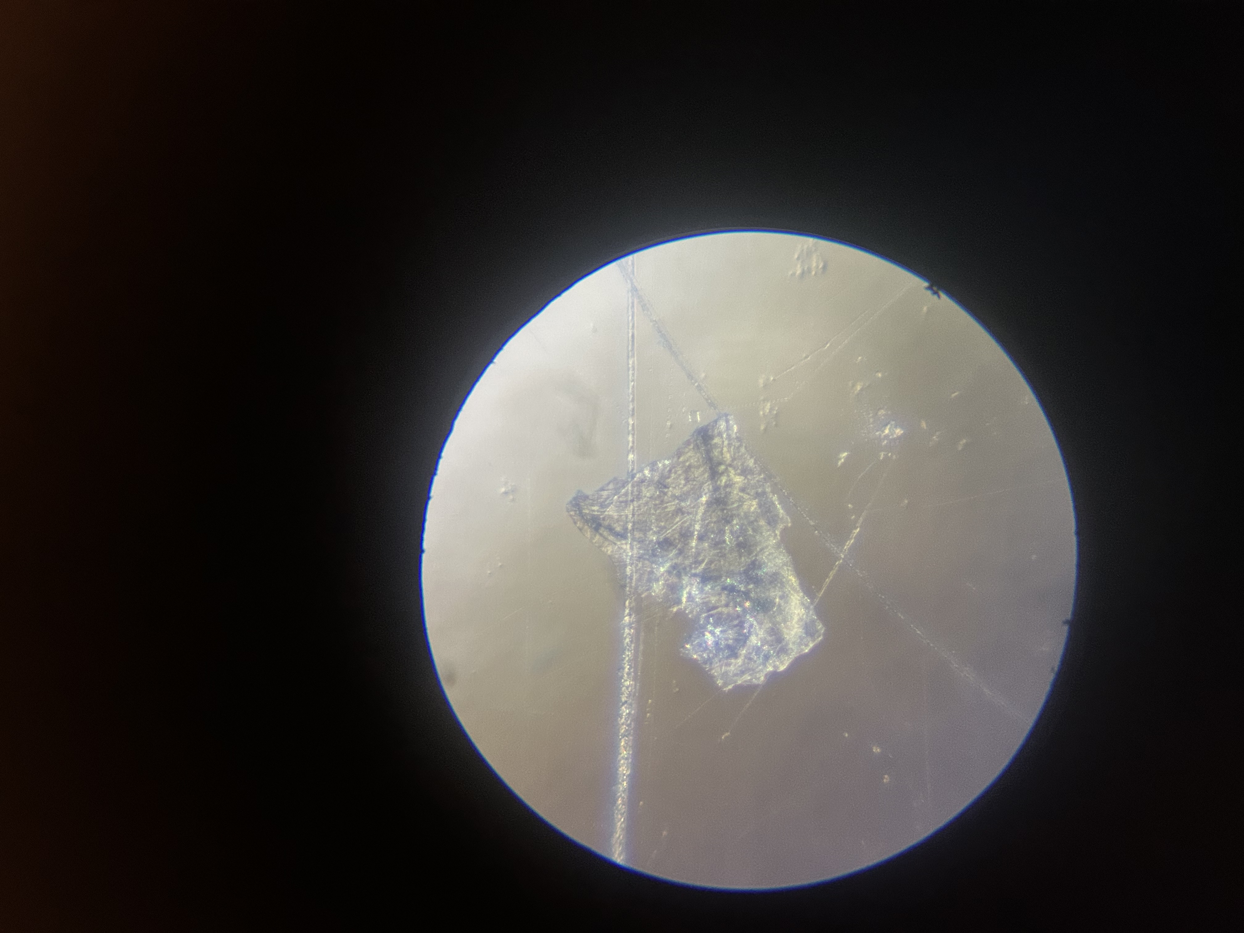 Andrea "Loren" Mannoia - Next Wave: Teens Fighting Plastic Pollution in NYC Waterways - Image 1