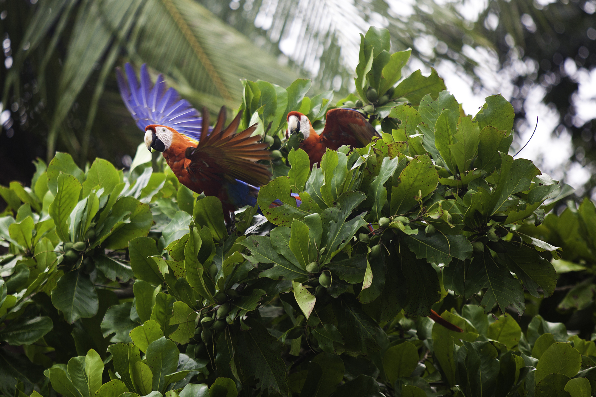 A pair of macaws fly out of a tree in Matapalo, Costa Rica.