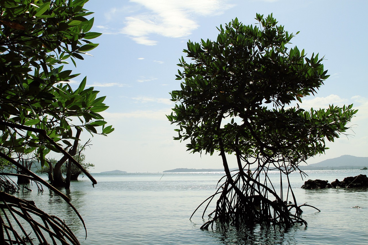 Mangrove trees with exposed root systems along a calm coastal shoreline