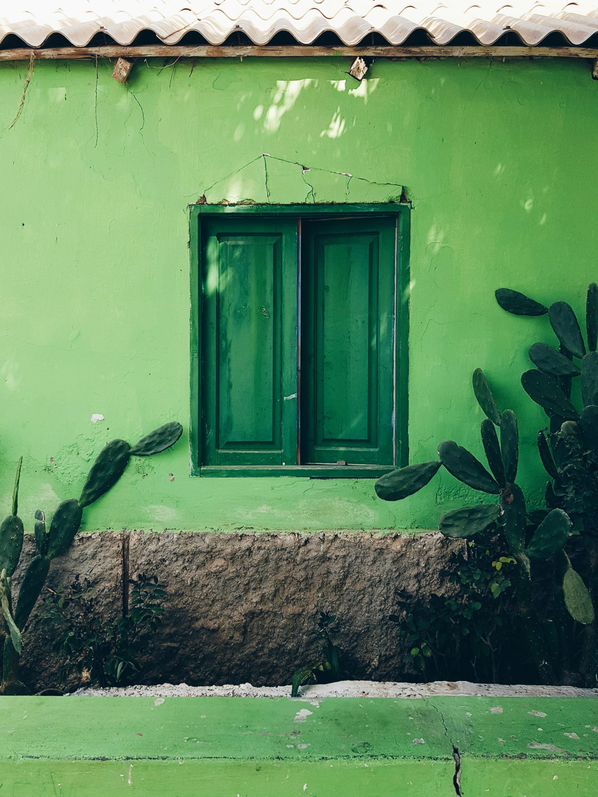 Green wall with a window and cactus plants in Cape Verde