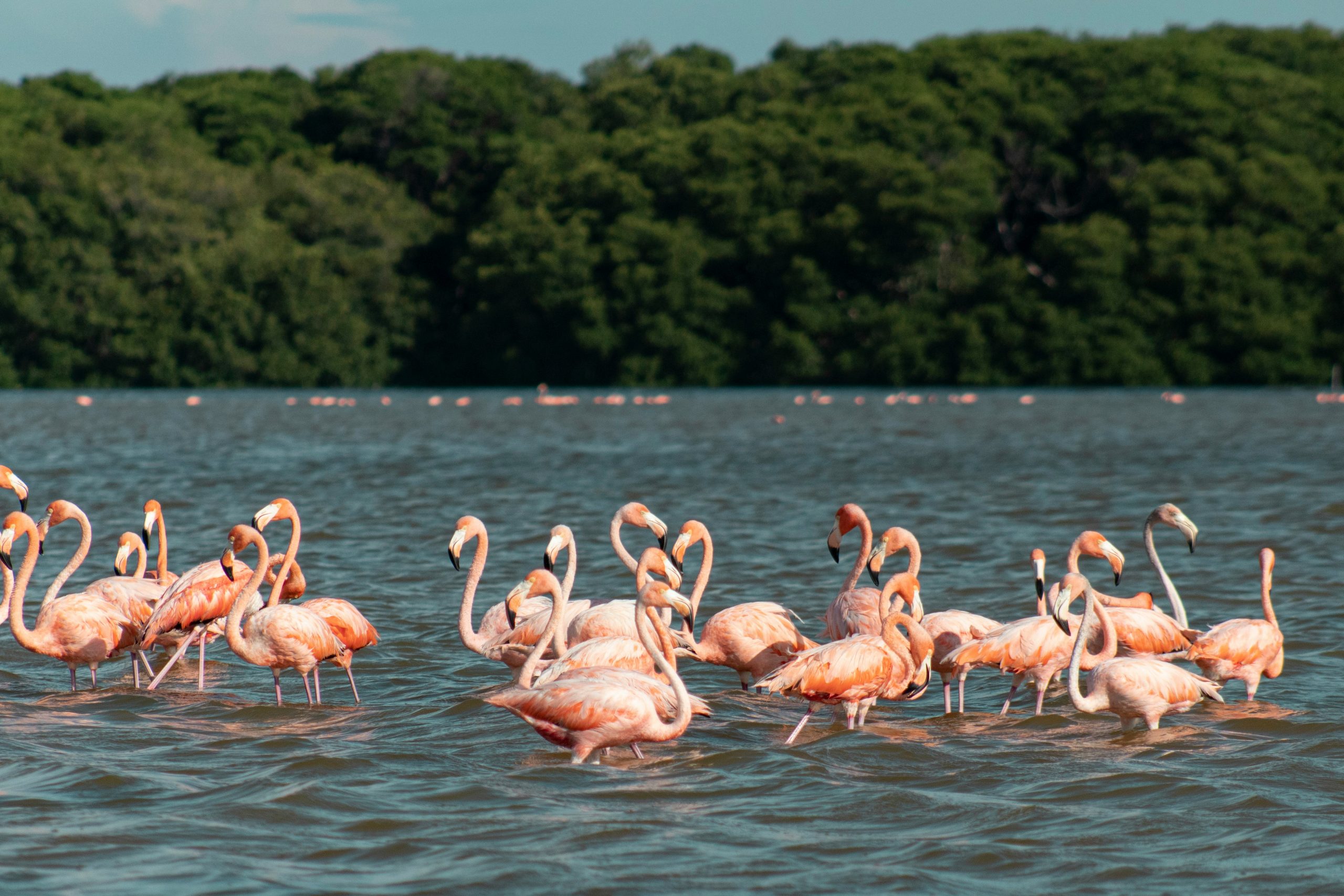 A flock of pink flamingos standing in shallow lagoon water in front of a dense green mangrove bank.