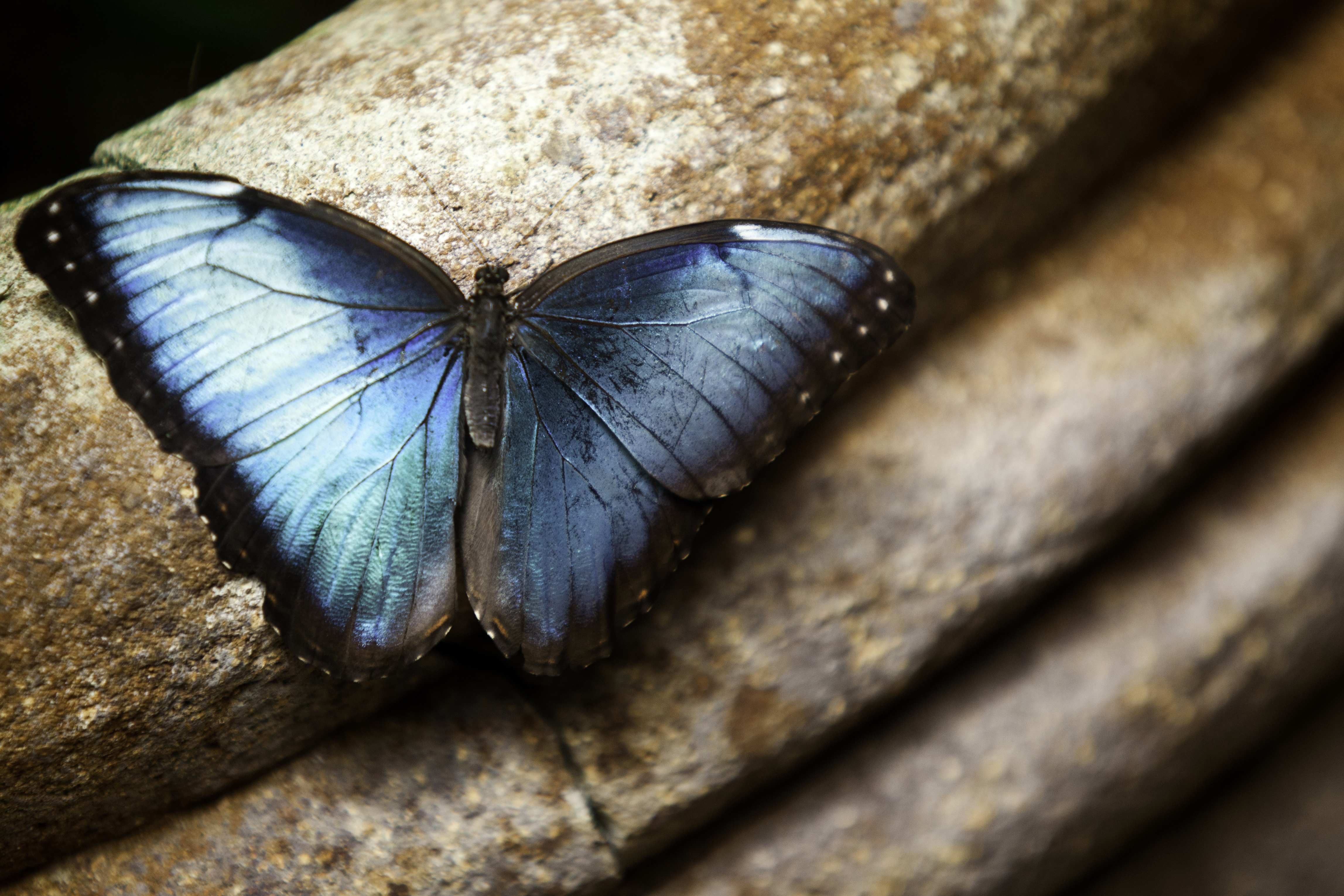 Butterfly resting on a rock in Costa Rica