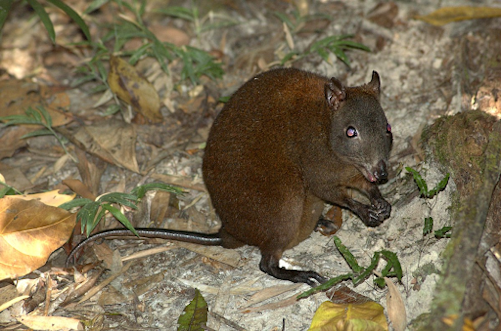 Musky rat-kangaroo eating on the forest floor surrounded by leaves in Australia&rsquo;s Daintree rainforest.