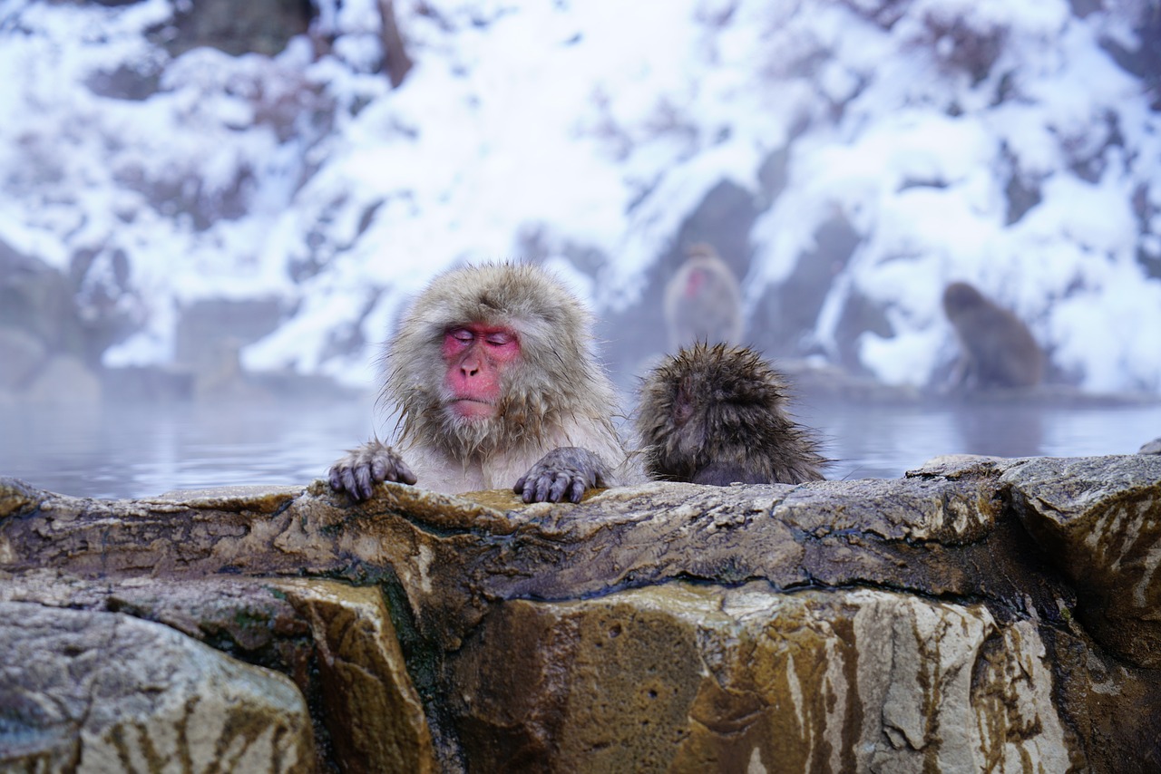 Snow monkeys perch at the edge of a steaming hot spring