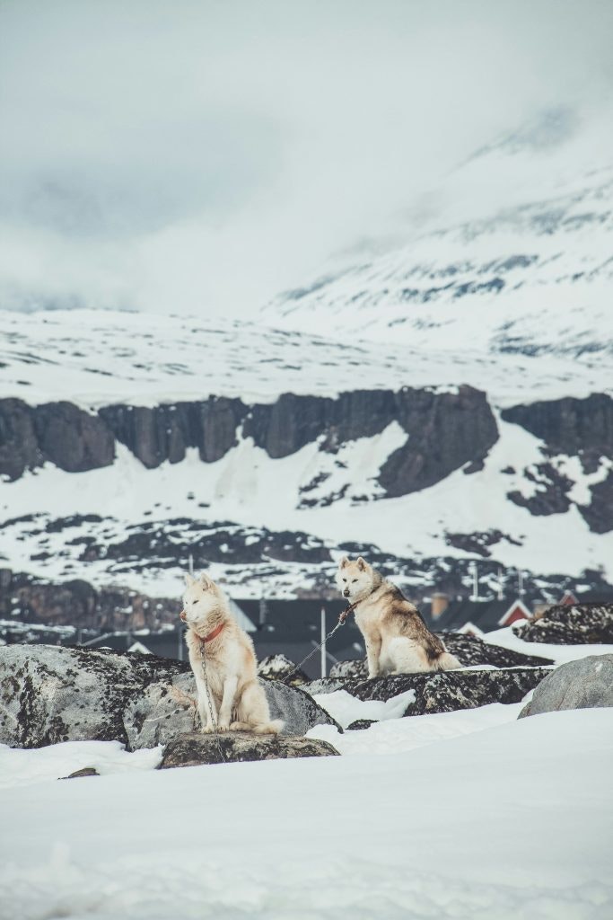 Greenlandic dogs in ice scenery in Greenland 