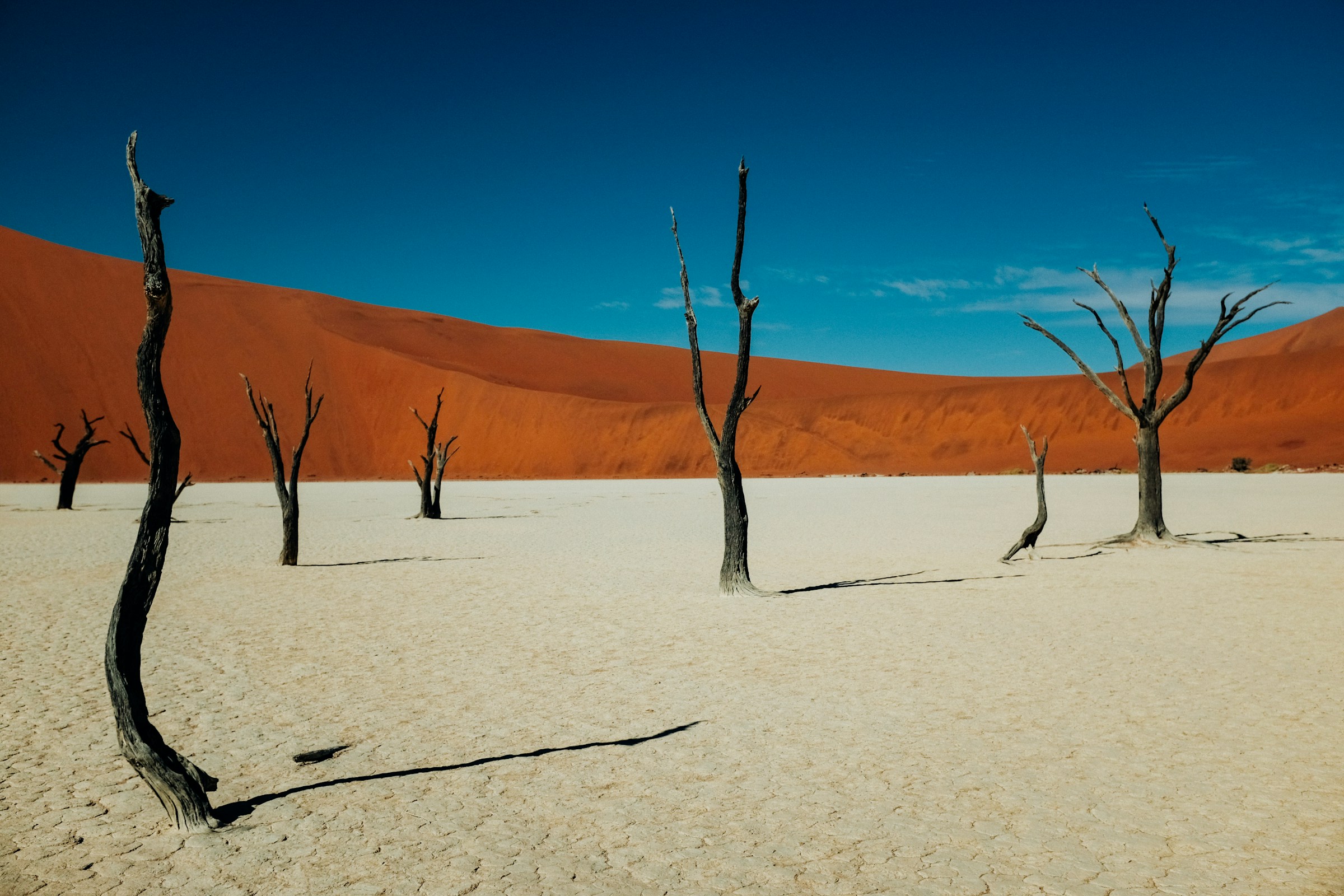 Dead camel thorn skeletons stand on a white cracked clay pan, with a red dune wall behind under deep blue sky.