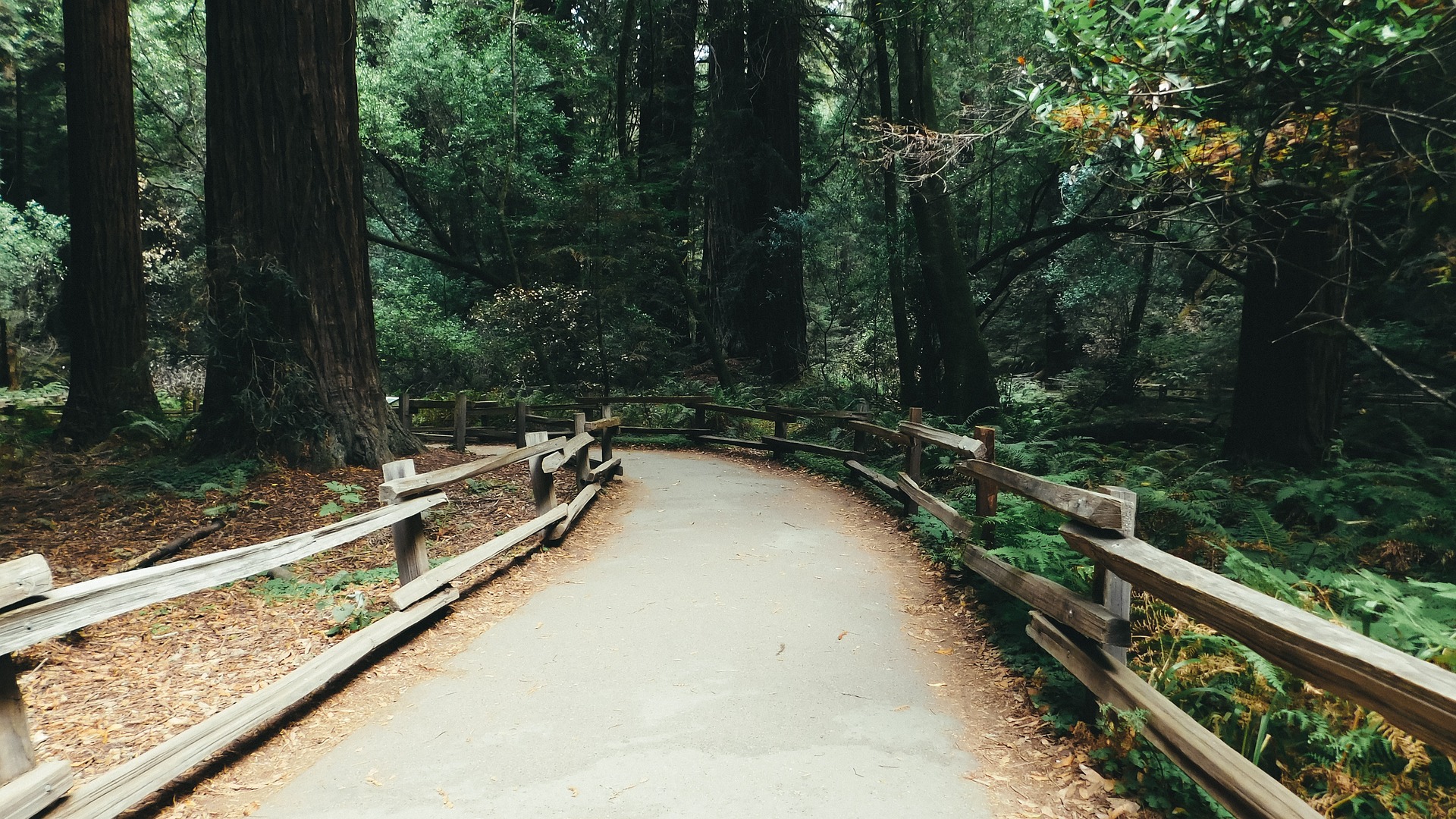 A wooden footbridge winds through a redwood forest