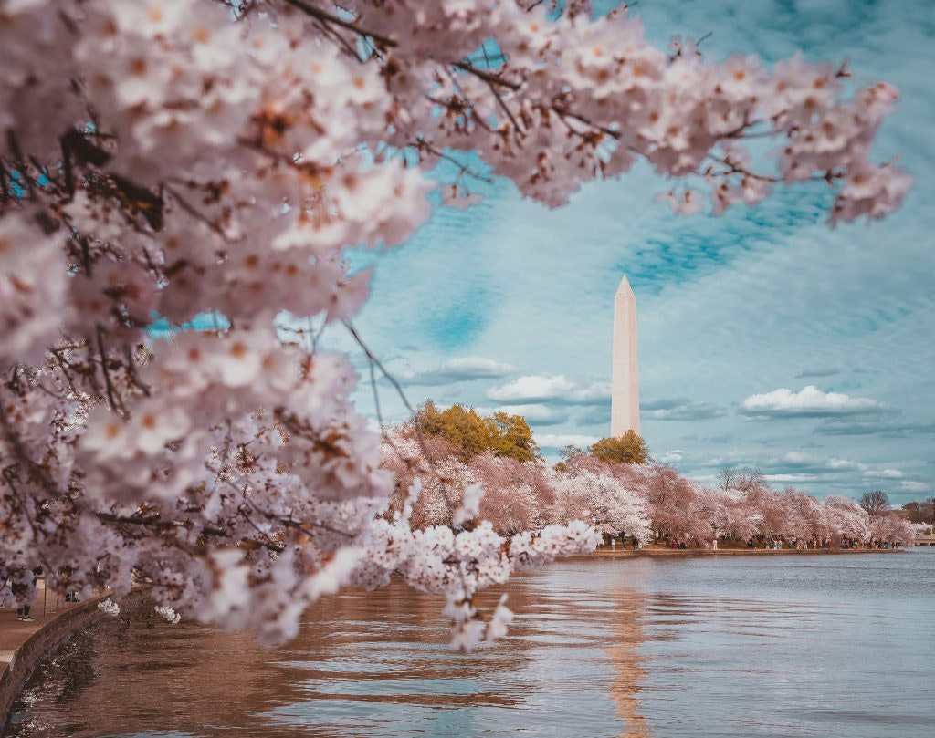 Washington Monument framed by cherry blossoms