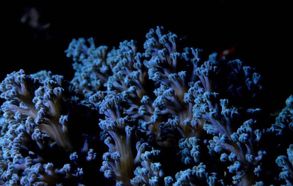 Barbados coral reef