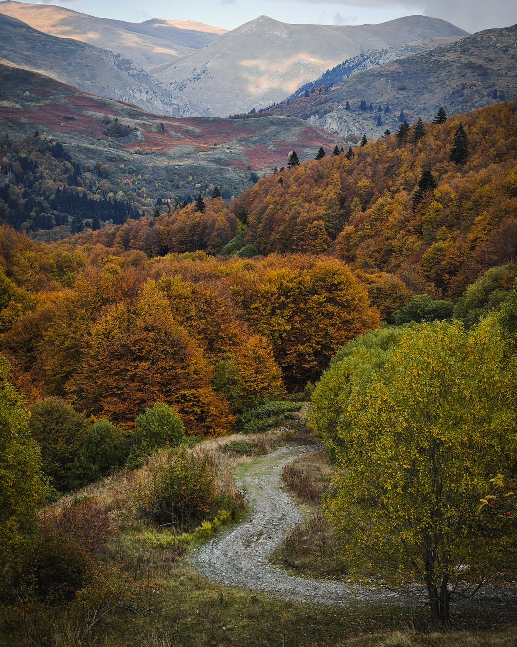An autumn hillside landscape with golden trees across rolling terrain.