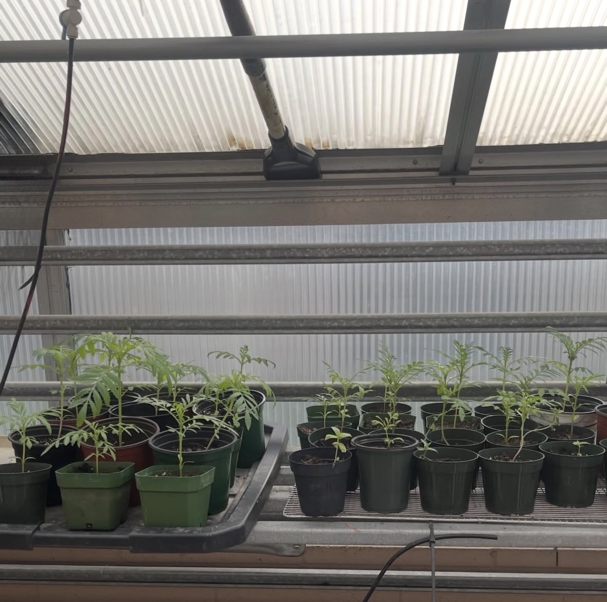 Nusaiba Neesa - From an Abandoned Garden to a Living Classroom - Image 1